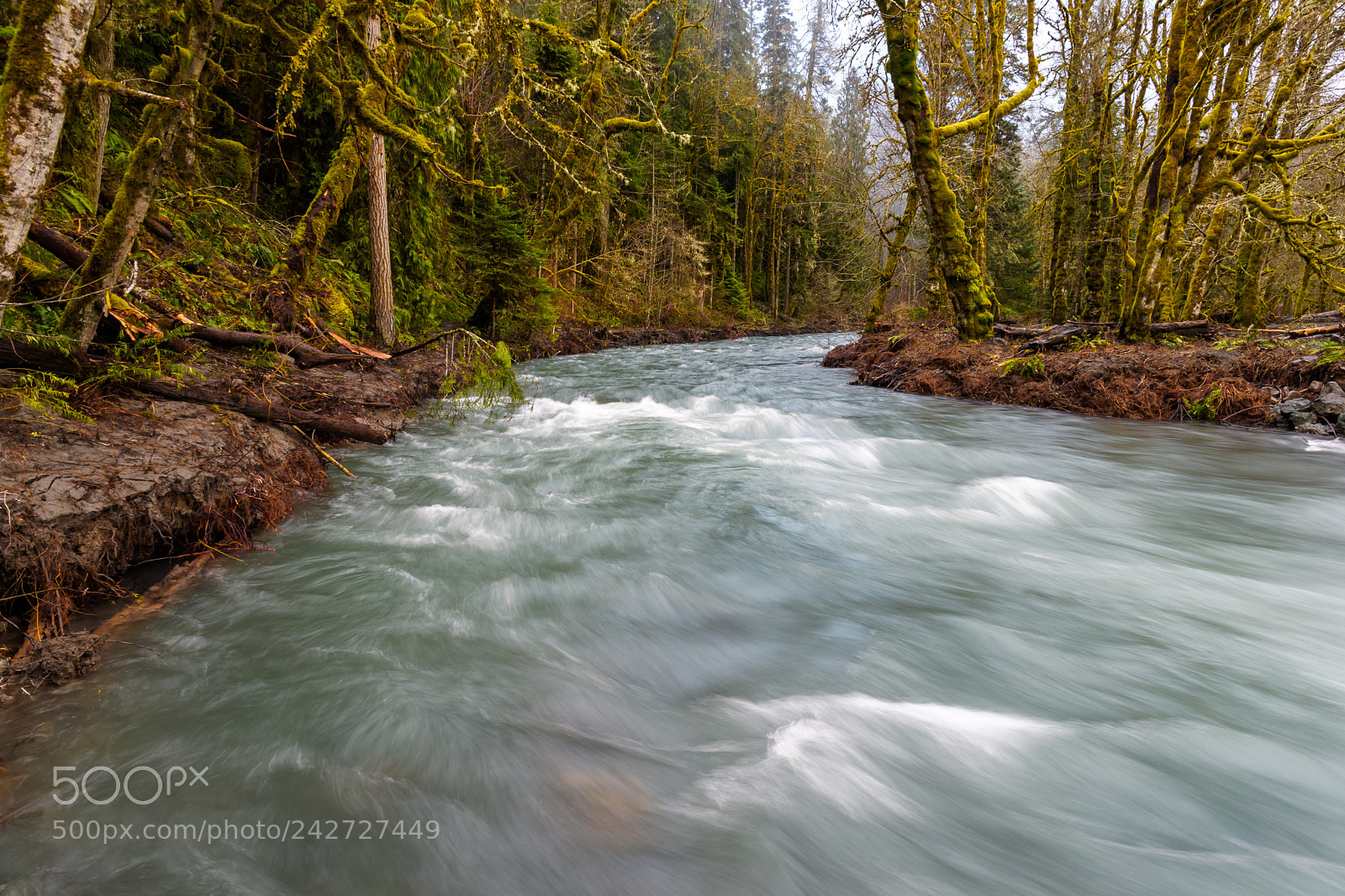 Nikon D500 sample photo. Wild elwha river photography