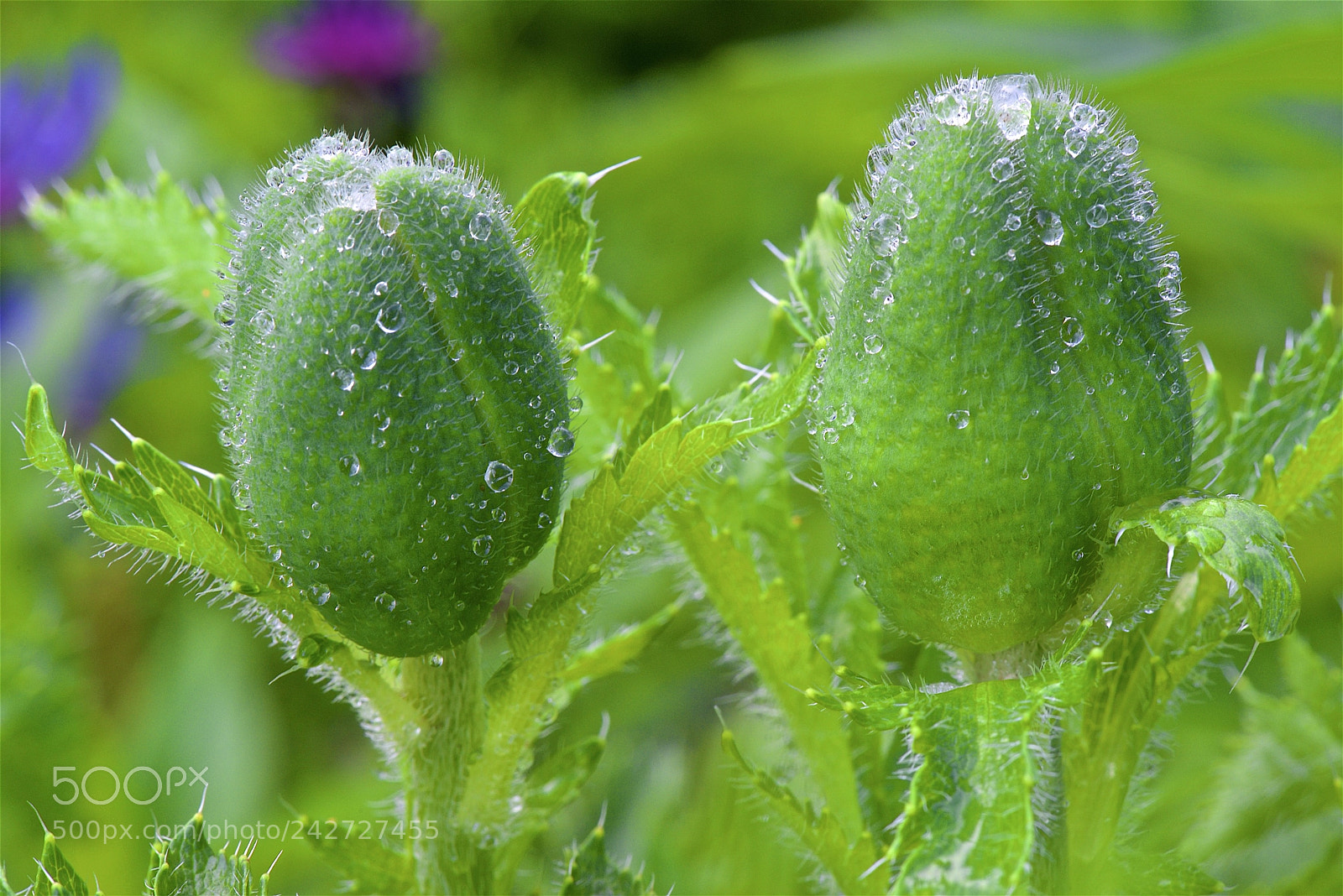 Nikon D600 sample photo. Ready to open photography