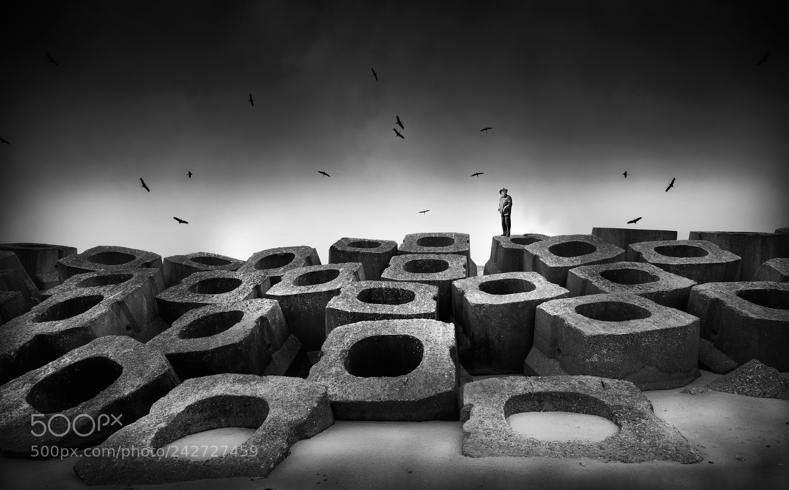 Nikon D800 sample photo. Stones and birds photography