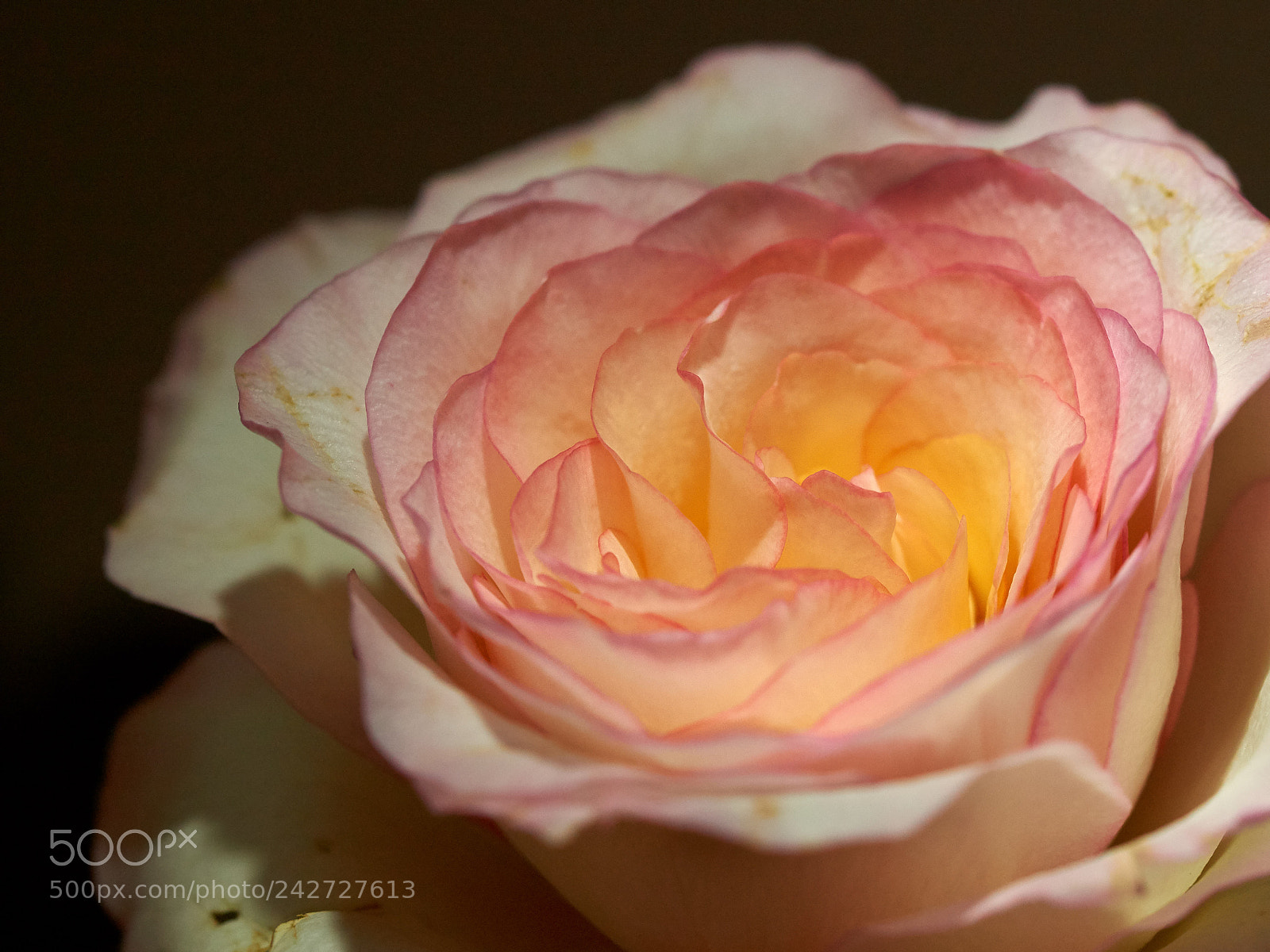 Sony SLT-A65 (SLT-A65V) sample photo. Rose at night photography