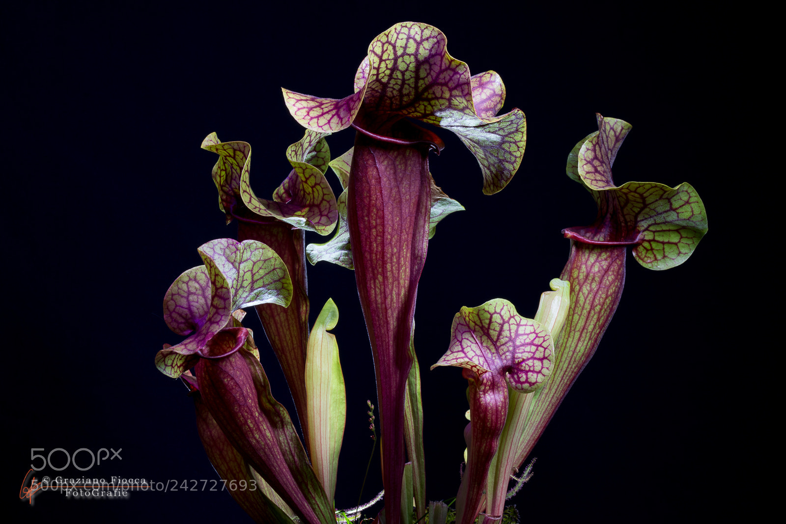 Nikon D7200 sample photo. Sarracenia ibrido photography