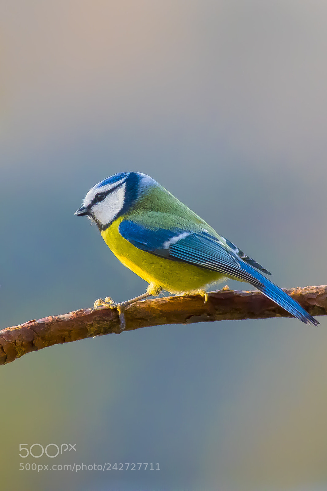 Pentax K-3 sample photo. Eurasian blue tit photography