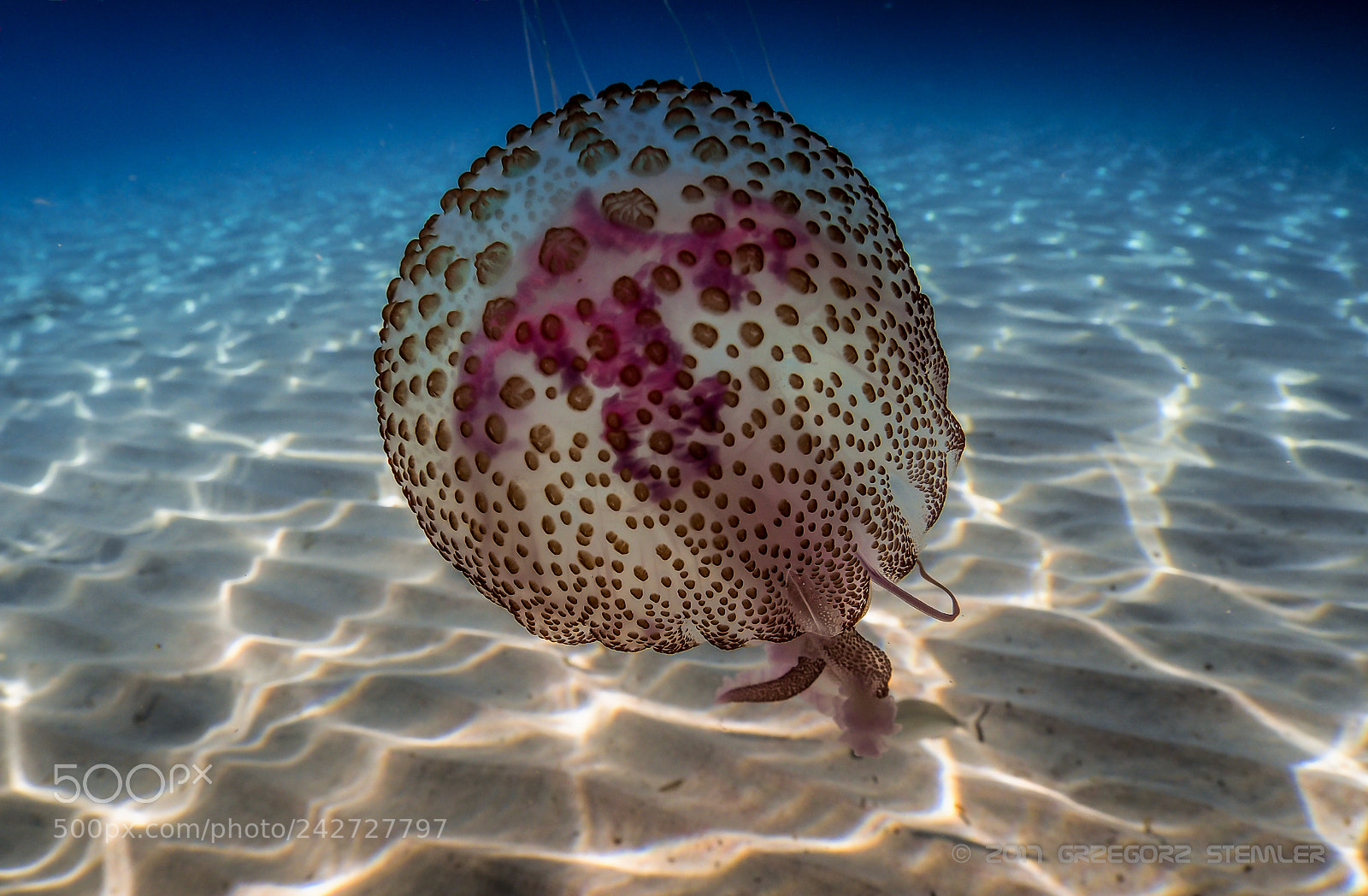 Olympus PEN E-PL7 sample photo. Jellyfish photography