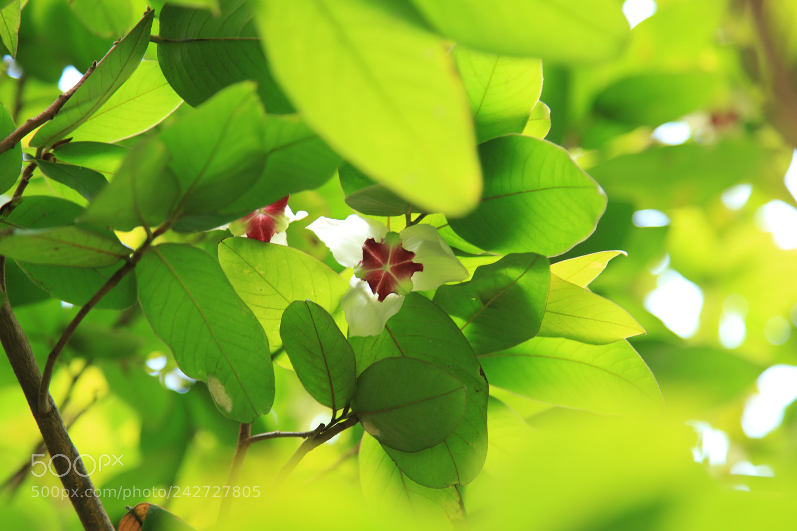 Canon EF 24-105mm F4L IS USM sample photo. Mitrephora winitii craib photography