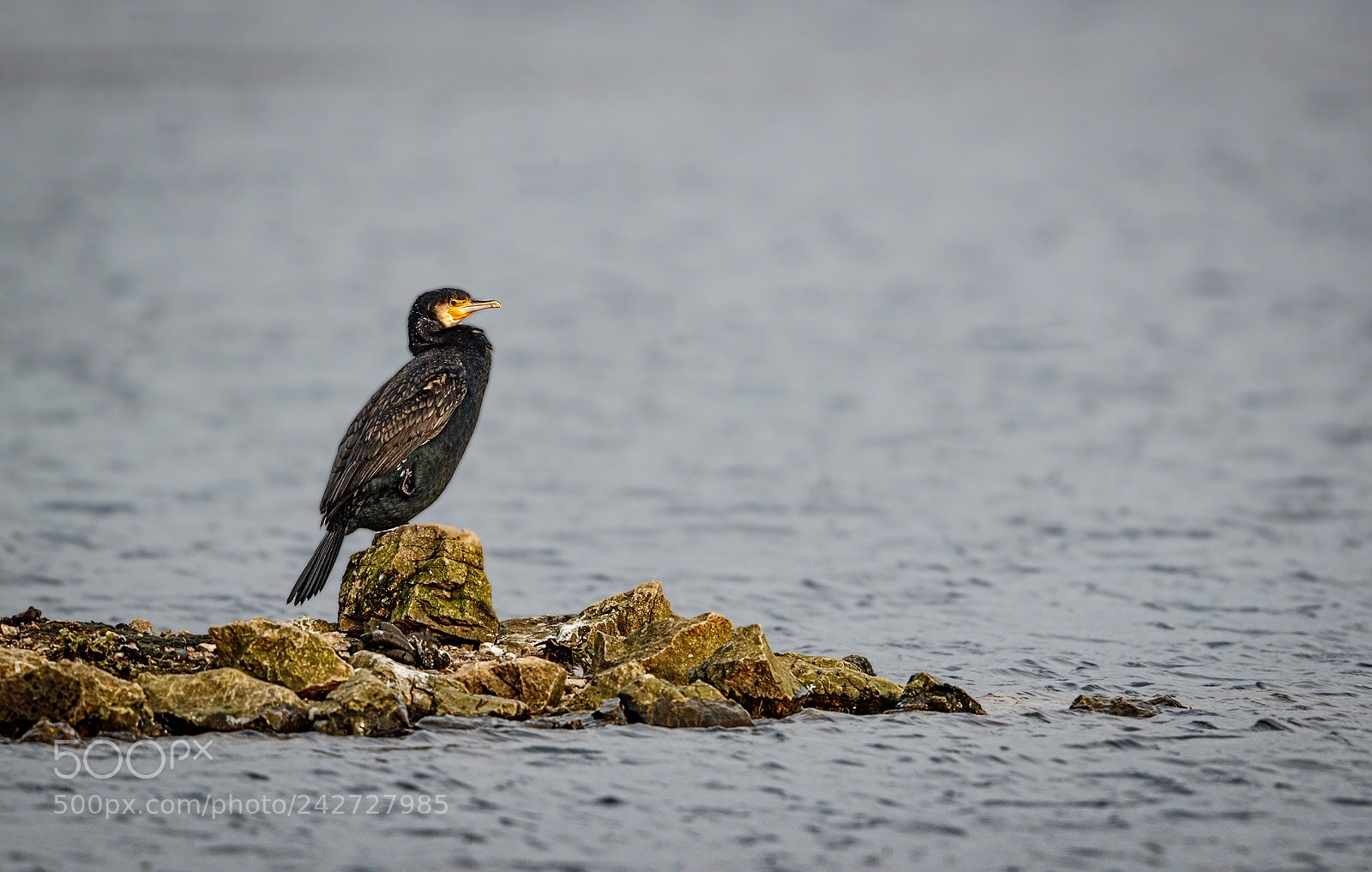 Canon EOS-1D X Mark II sample photo. Cormorant photography