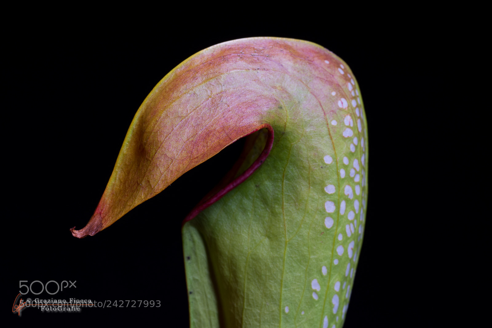 Nikon D7200 sample photo. Sarracenia minor photography