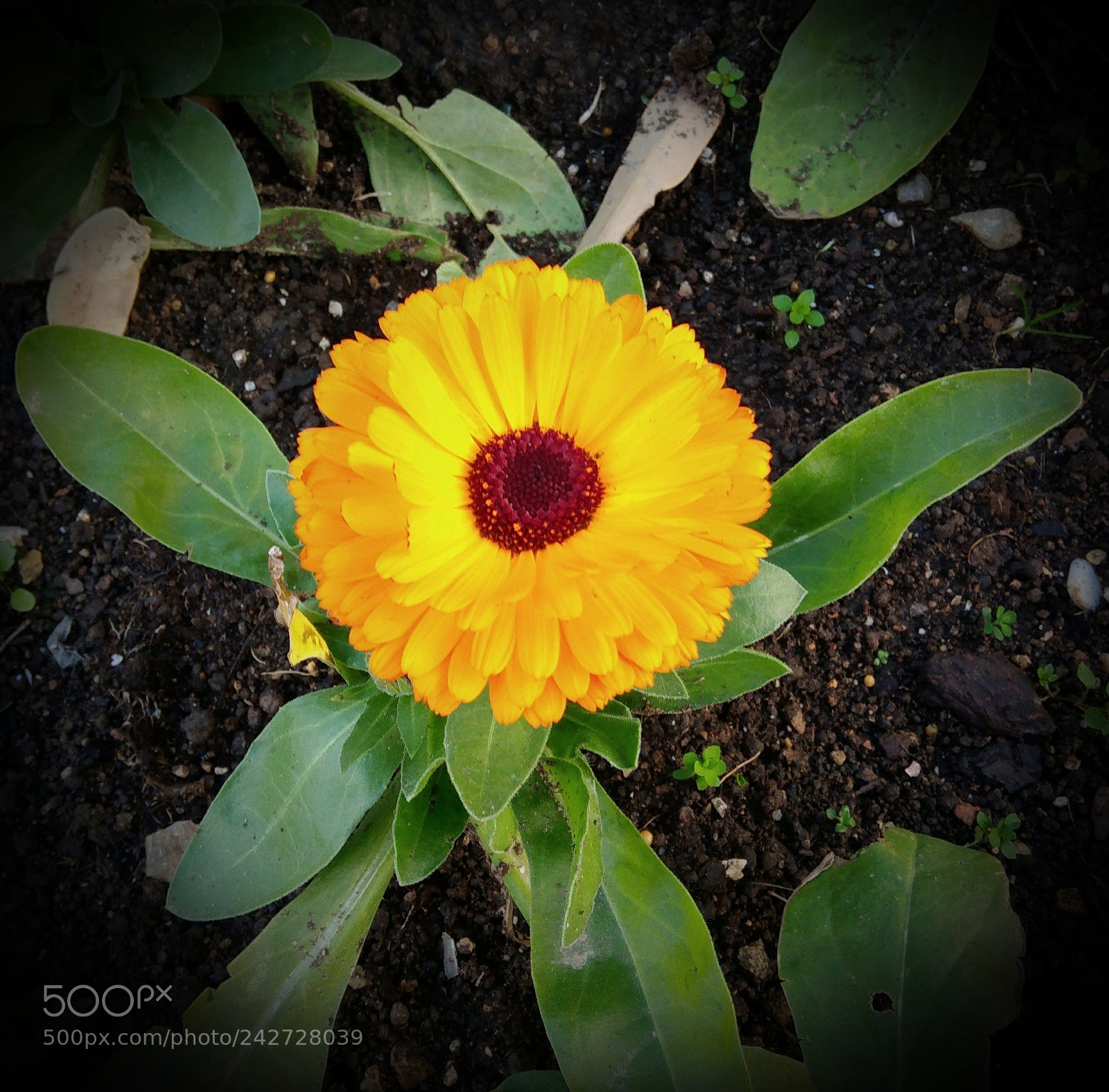 ASUS ZenFone 3 Max (ZC553KL) sample photo. Yellow flower photography