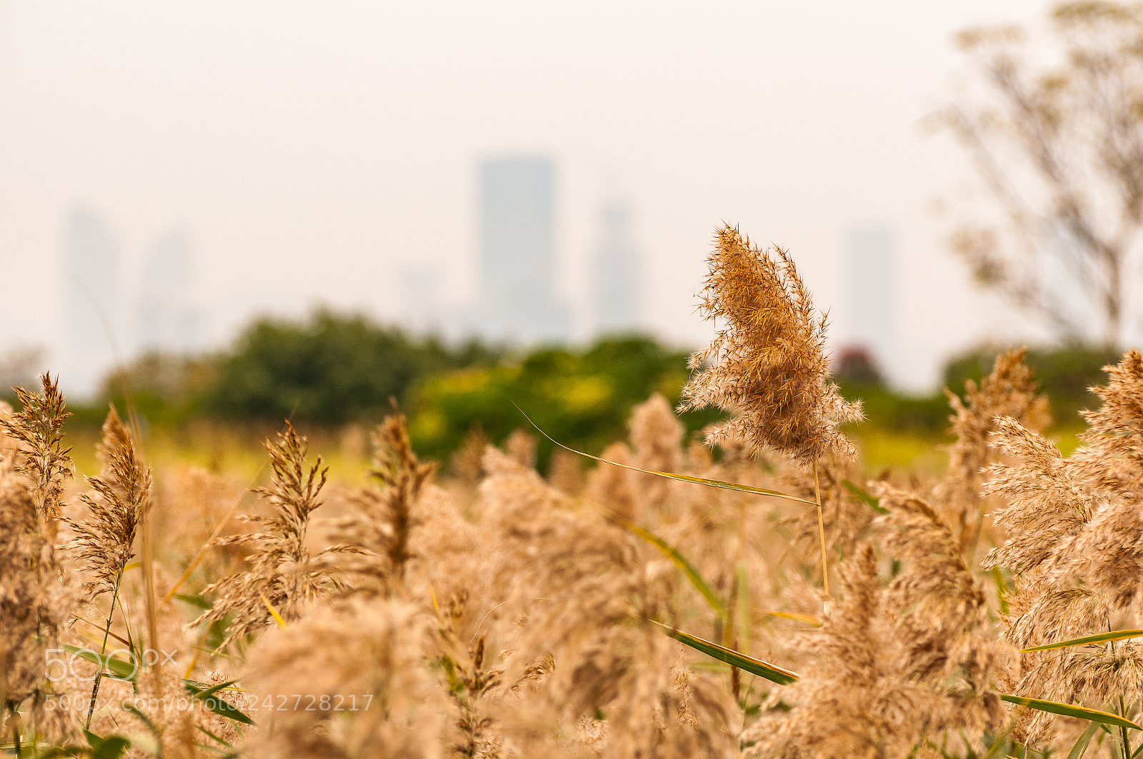 Nikon D300S sample photo. *** photography