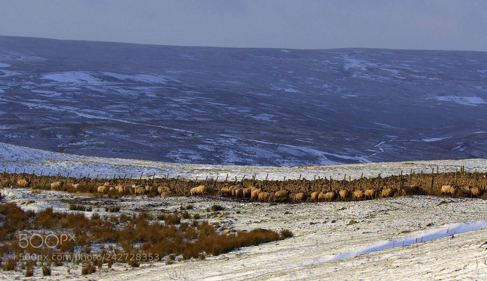 Canon EOS 7D Mark II sample photo. Sheep sheltering photography
