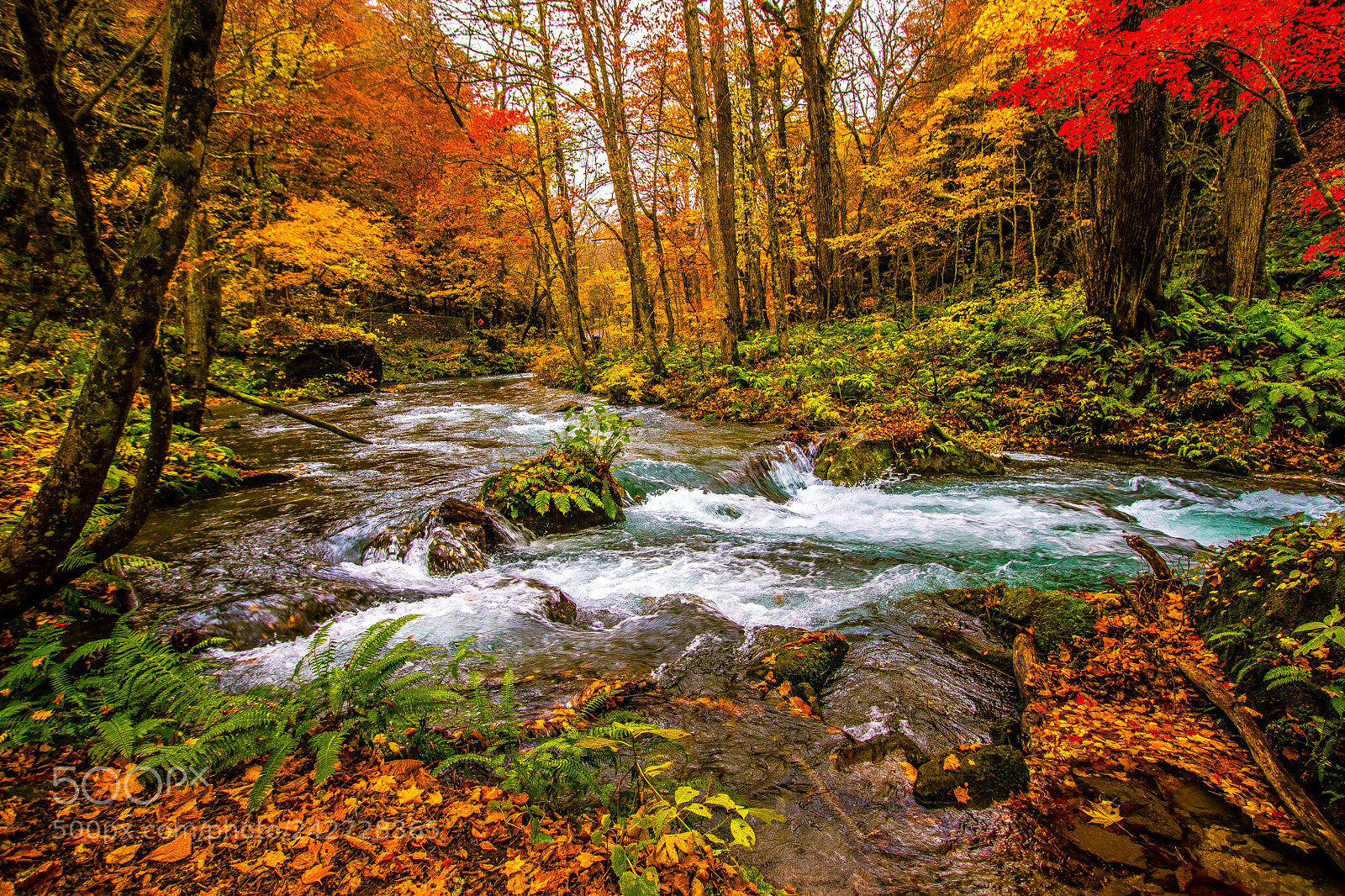 Canon EOS 77D (EOS 9000D / EOS 770D) sample photo. Autumn feels photography