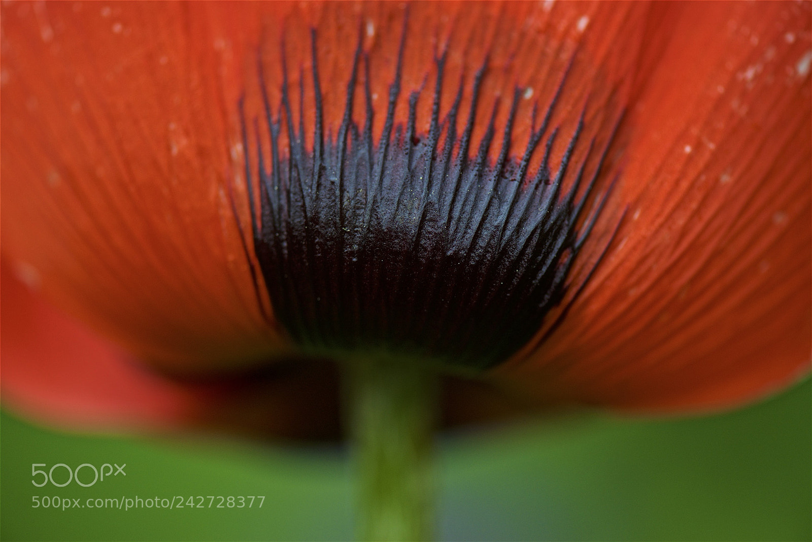 Nikon D600 sample photo. Crown in a poppy photography