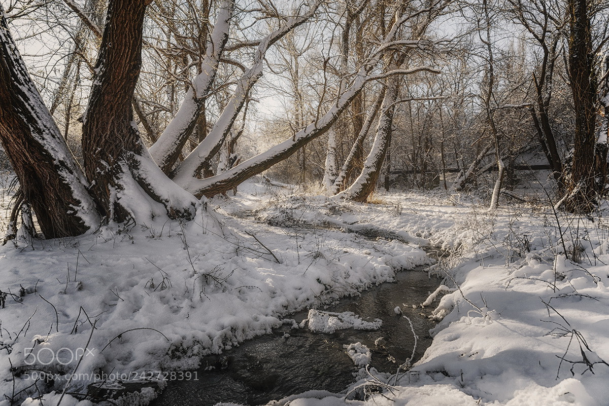 Nikon D610 sample photo. Winter in the crimea photography