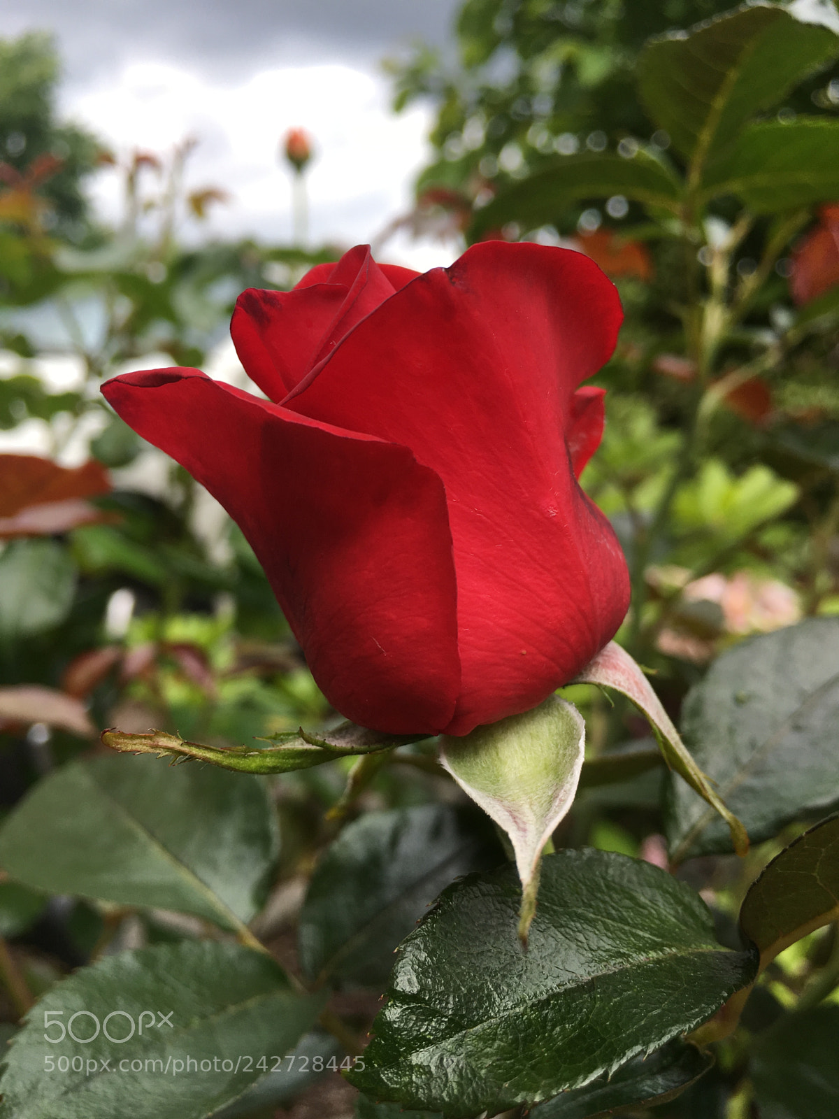 Apple iPhone 6s sample photo. Red rose photography