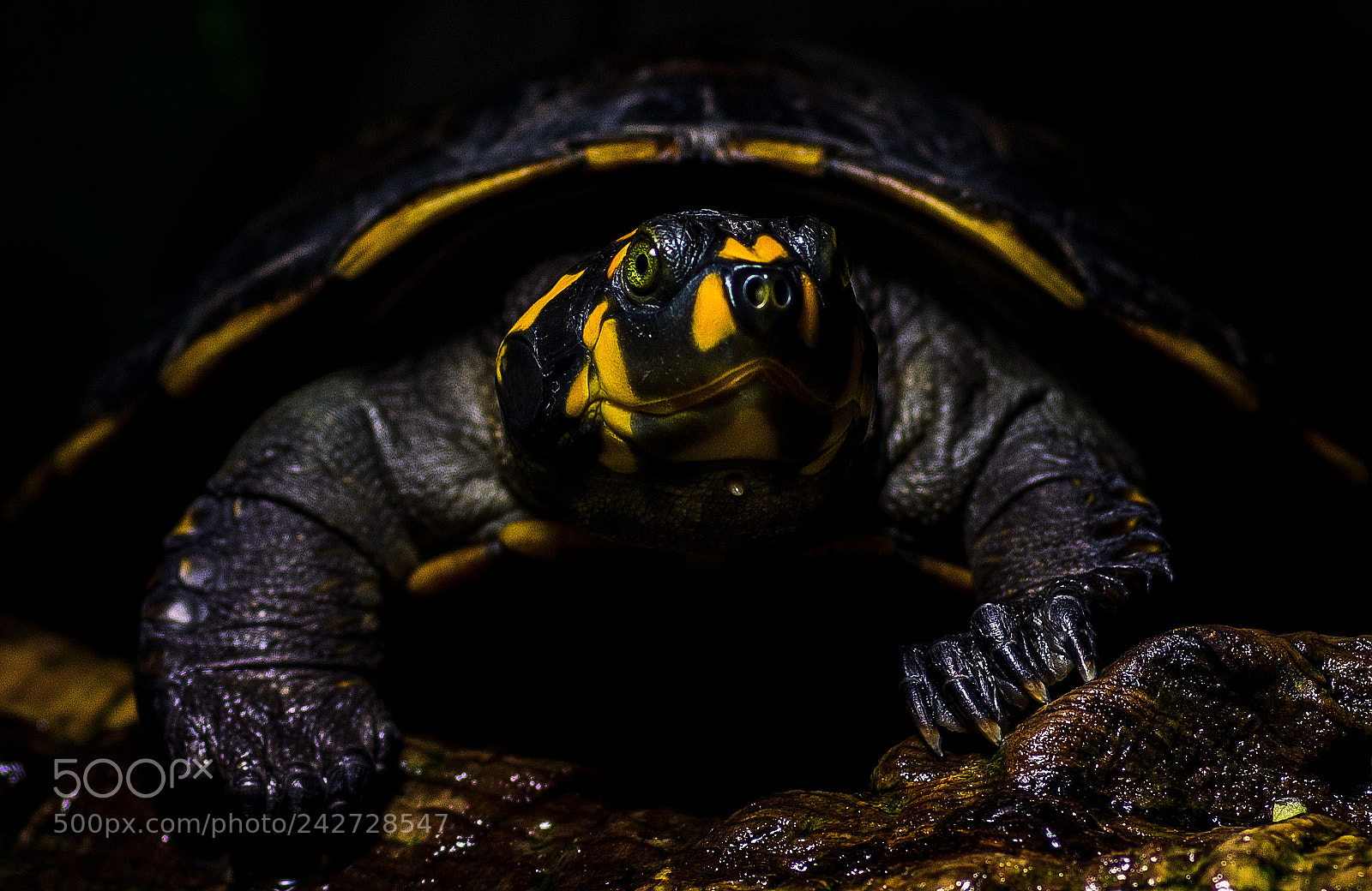 Pentax K-1 sample photo. Yellow-spotted river turtle photography
