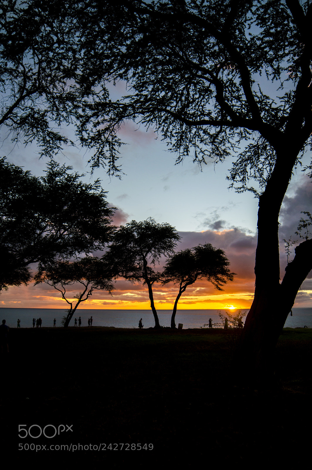 Nikon D3200 sample photo. Silhouette trees photography