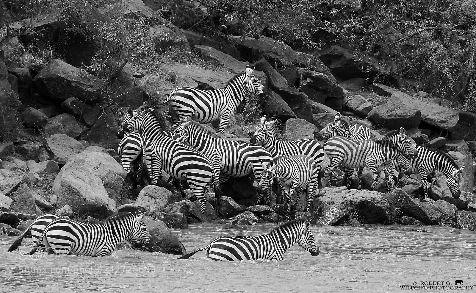 Sony SLT-A77 sample photo. Zebra crossing photography