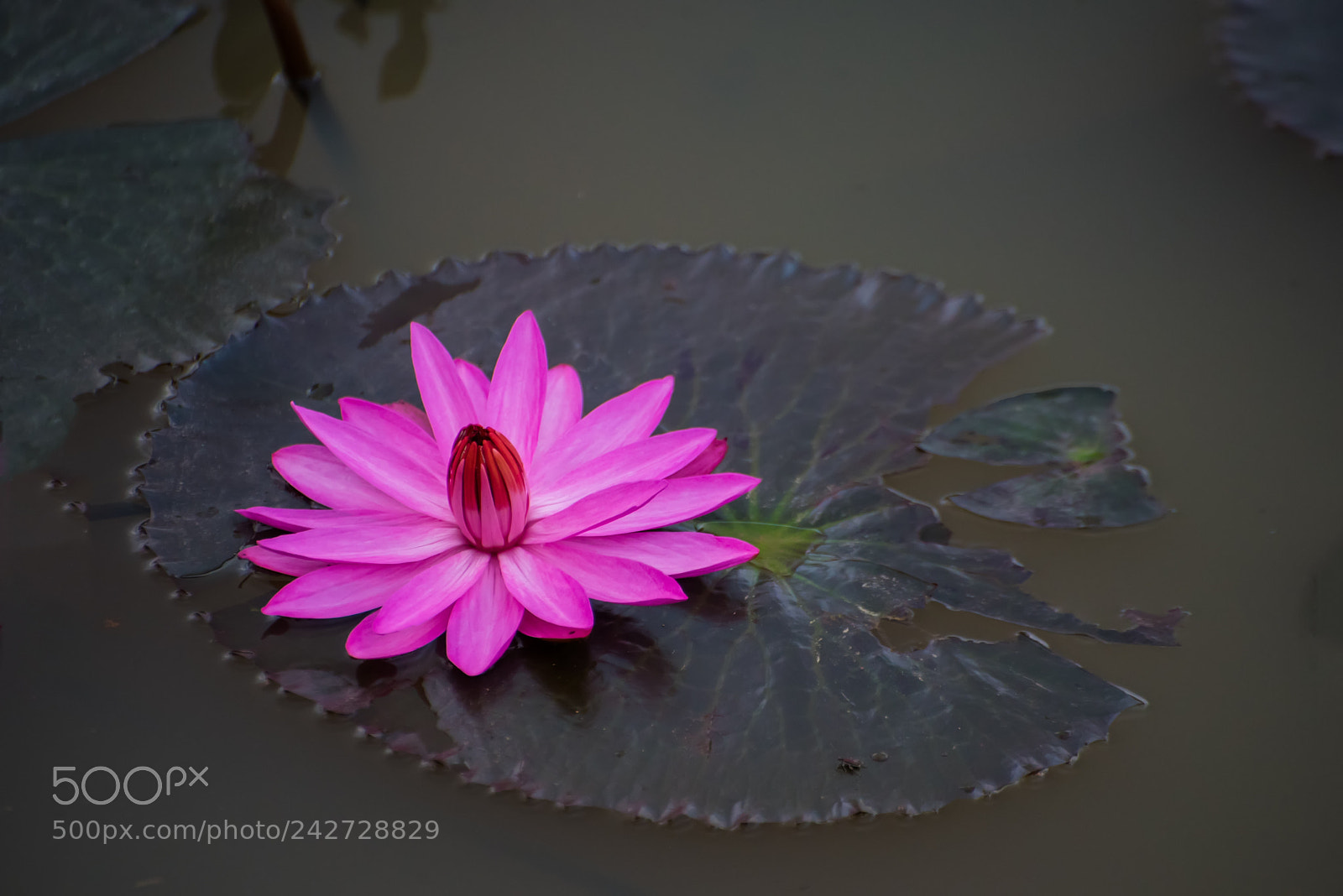 Nikon D750 sample photo. Closed up of nymphaea photography