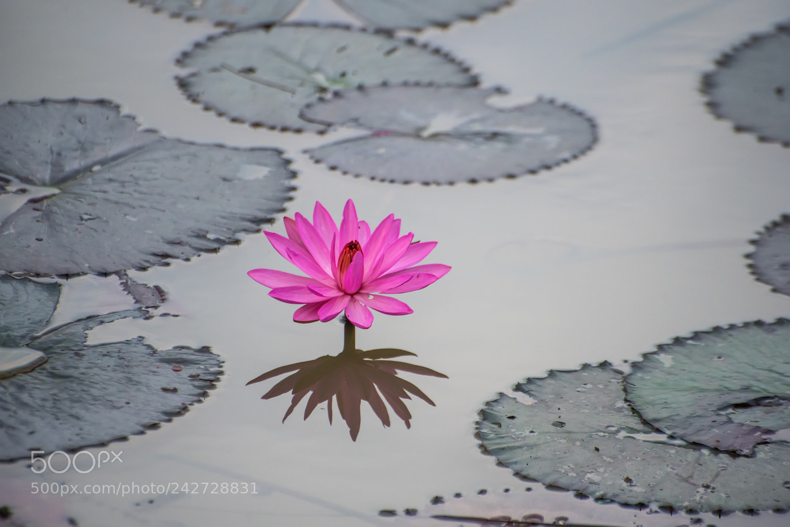 Nikon D750 sample photo. Closed up of nymphaea photography