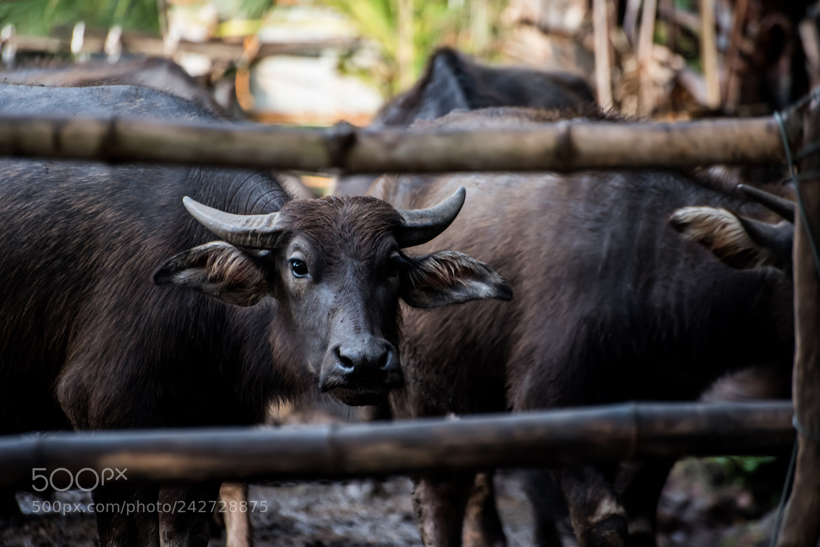Nikon D750 sample photo. Sad buffalo in farm photography