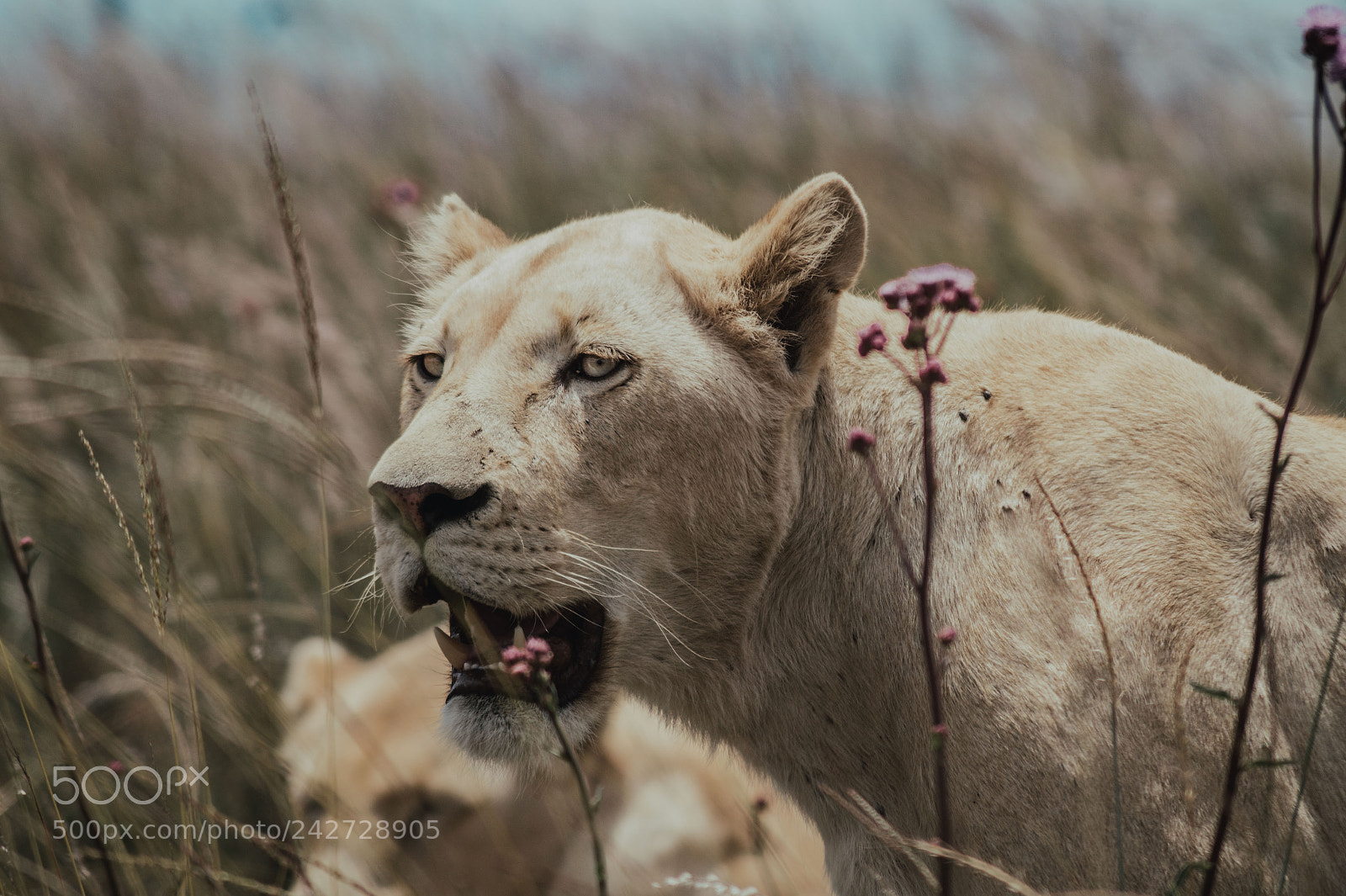 Sony SLT-A58 sample photo. White lioness photography