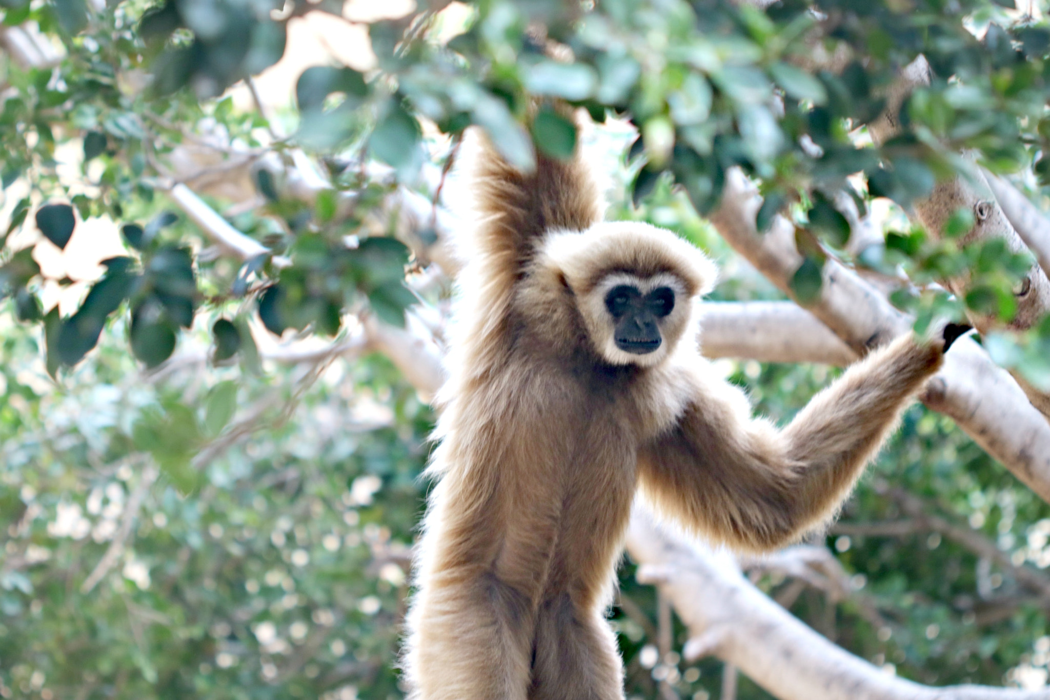 Canon EF 100mm F2.8 Macro USM sample photo. Monkey funkey photography
