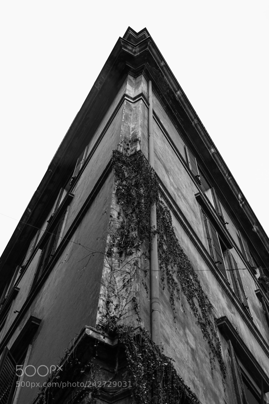 Canon EOS 750D (EOS Rebel T6i / EOS Kiss X8i) sample photo. Black and white. photography