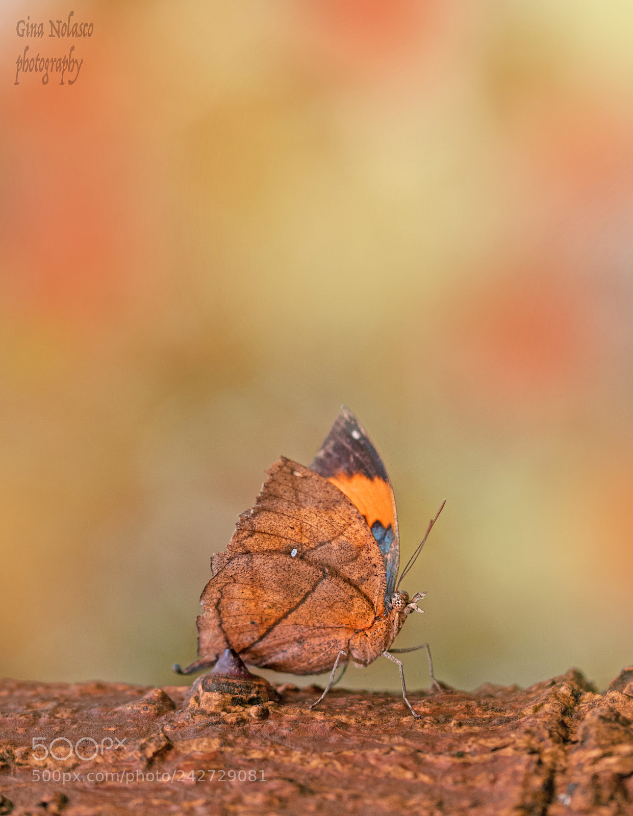 Nikon D5500 sample photo. A living autumn leaf photography