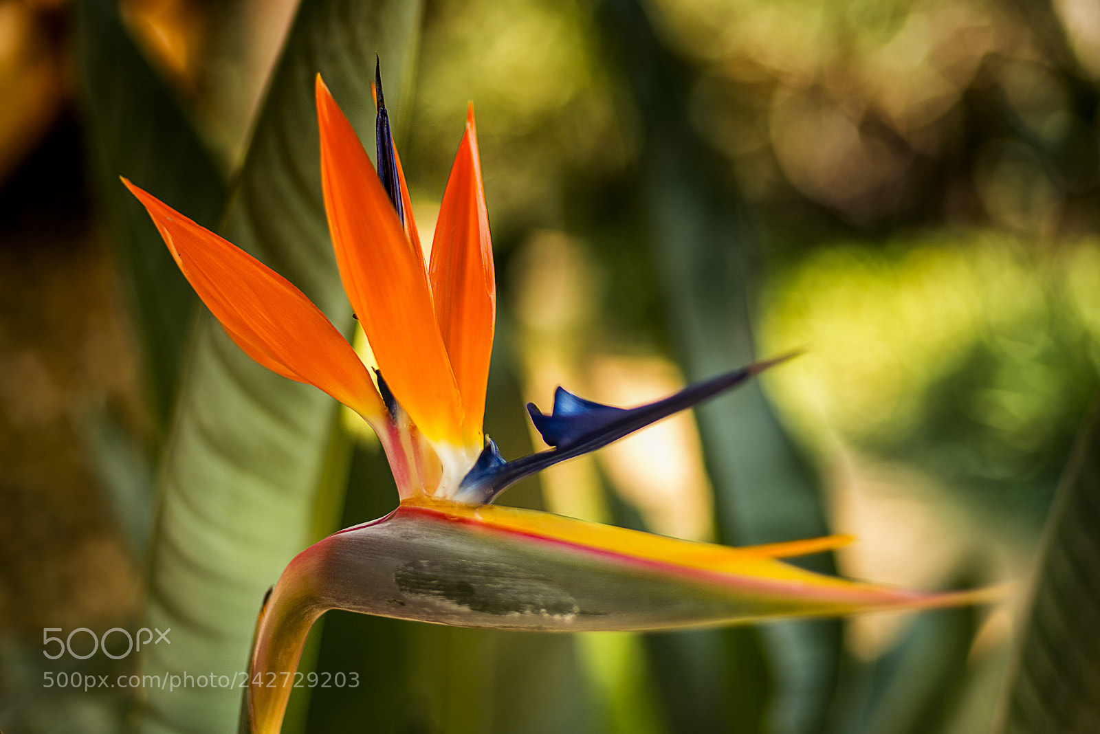 Nikon D800 sample photo. Colourful strelitzia reginae photography