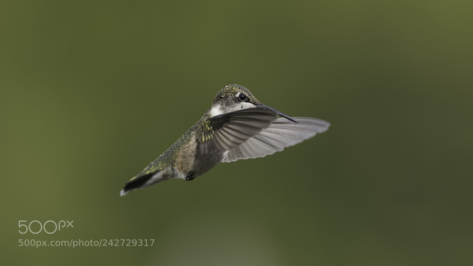 Nikon D7100 sample photo. Happiness is a hummingbird photography