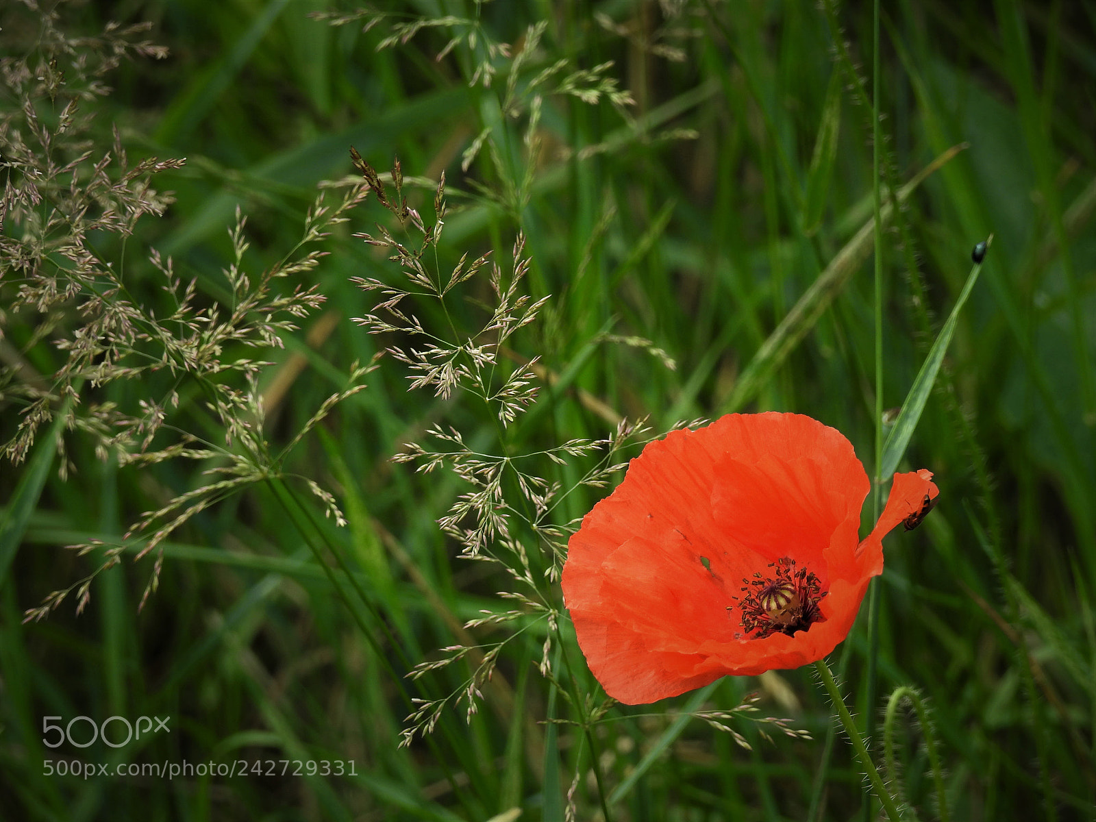 Nikon Coolpix P900 sample photo. A single poppy photography