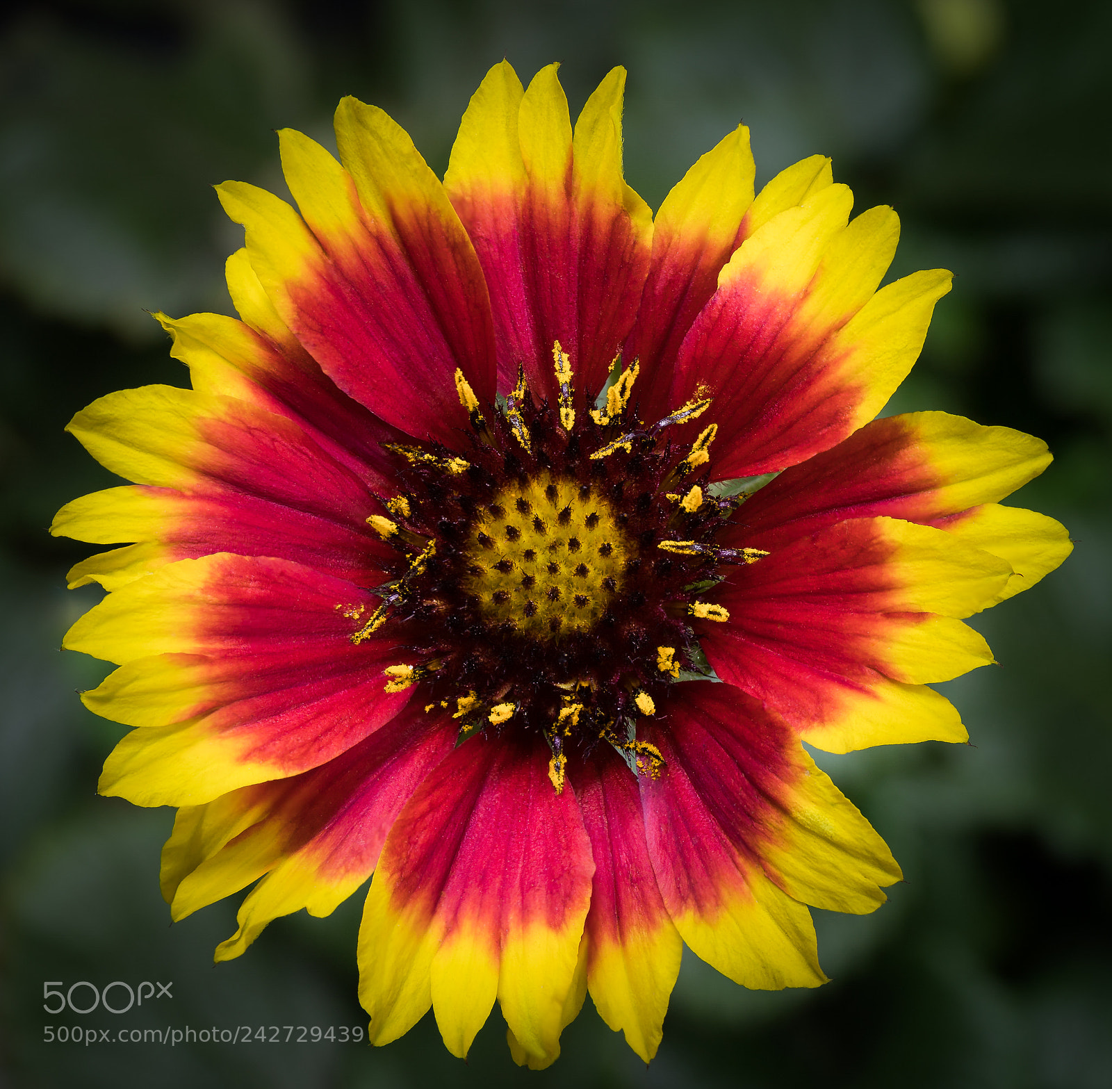Canon EOS 6D Mark II sample photo. Flower photography