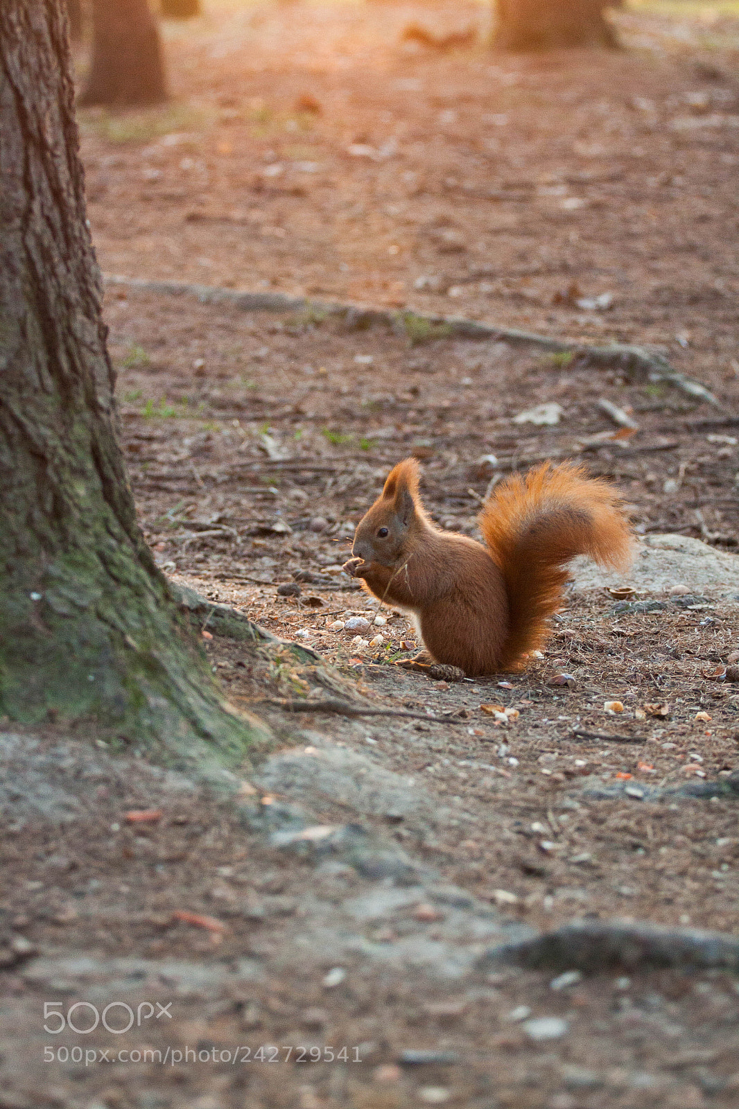 Canon EOS 50D sample photo. Img photography