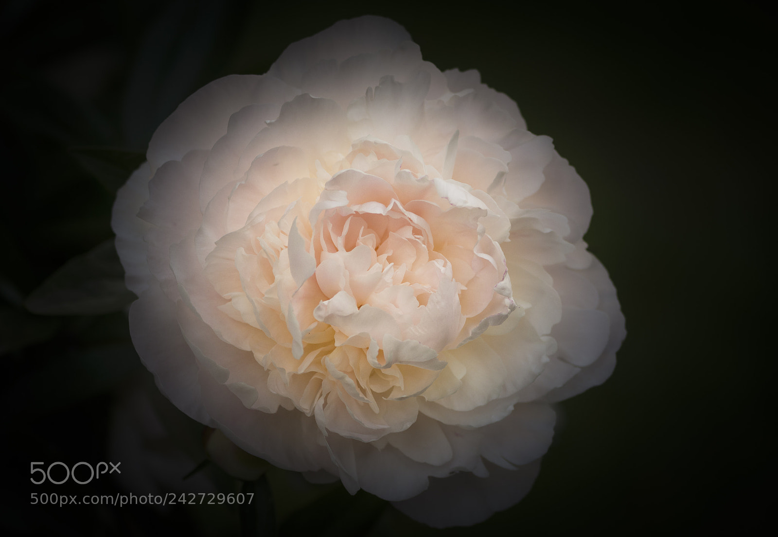 Nikon D7100 sample photo. The white flower photography