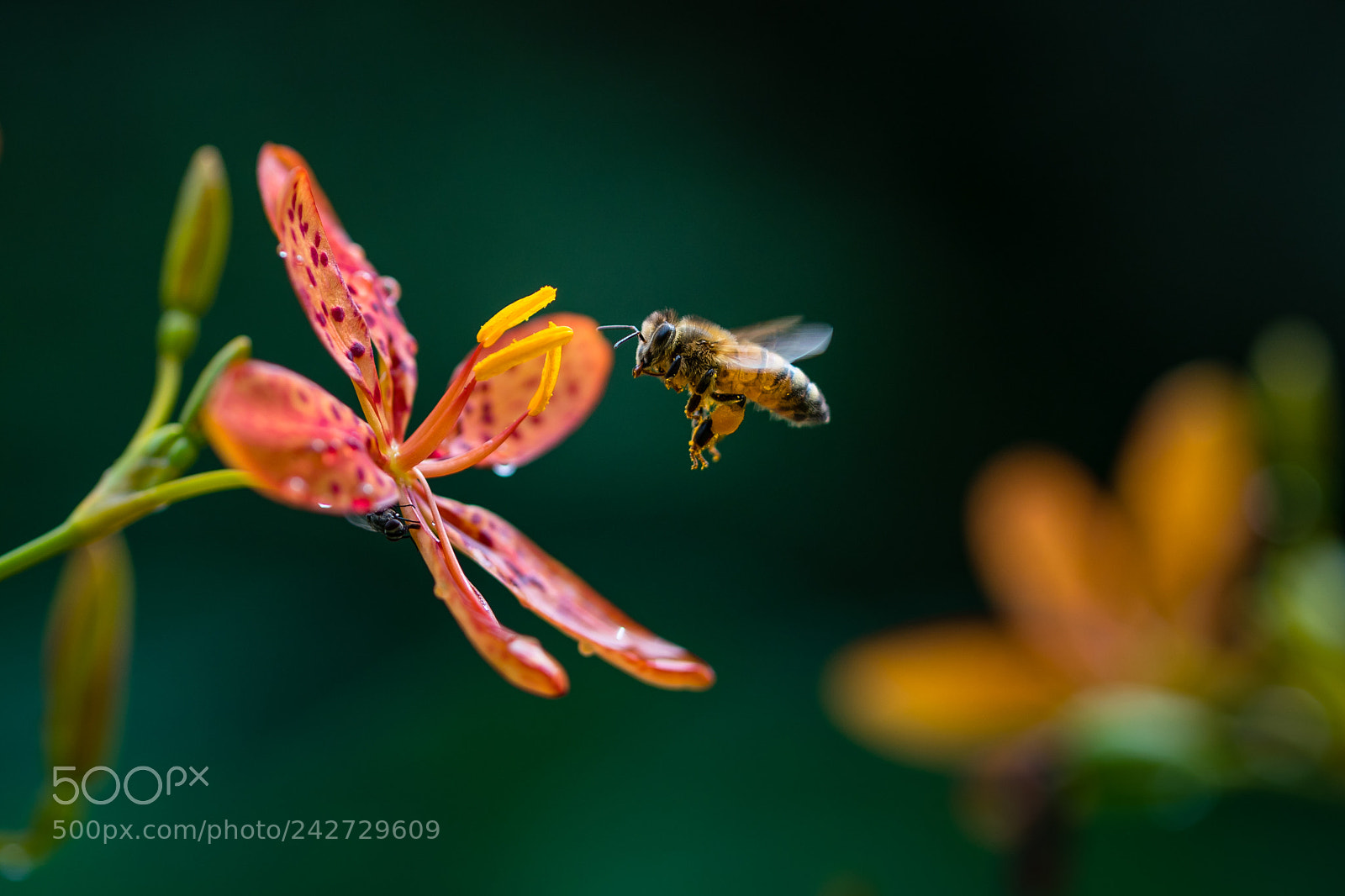 Sony a9 sample photo. Bee photography