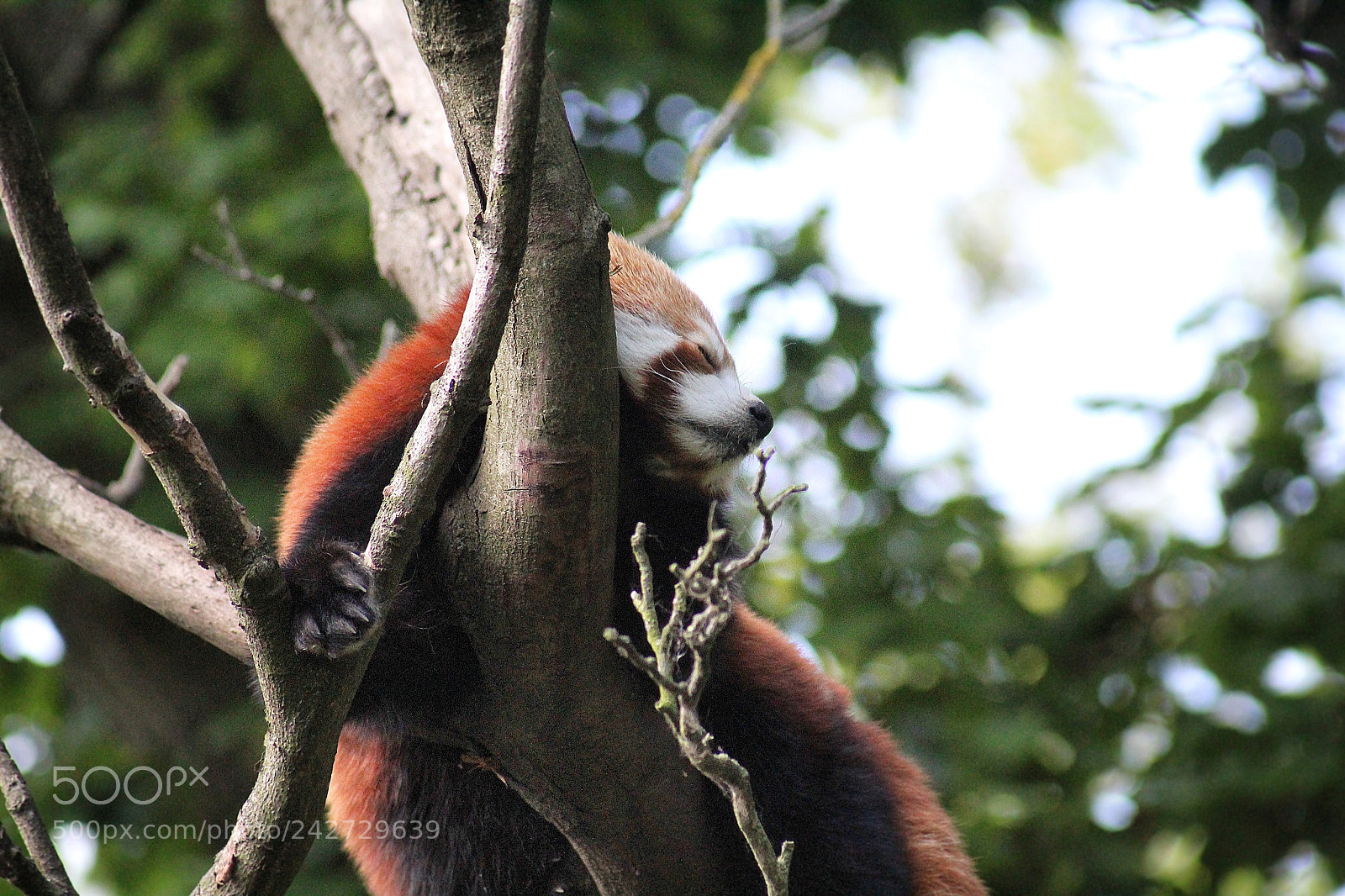 Canon EOS 1300D (EOS Rebel T6 / EOS Kiss X80) sample photo. Ailurus fulgens red panda photography