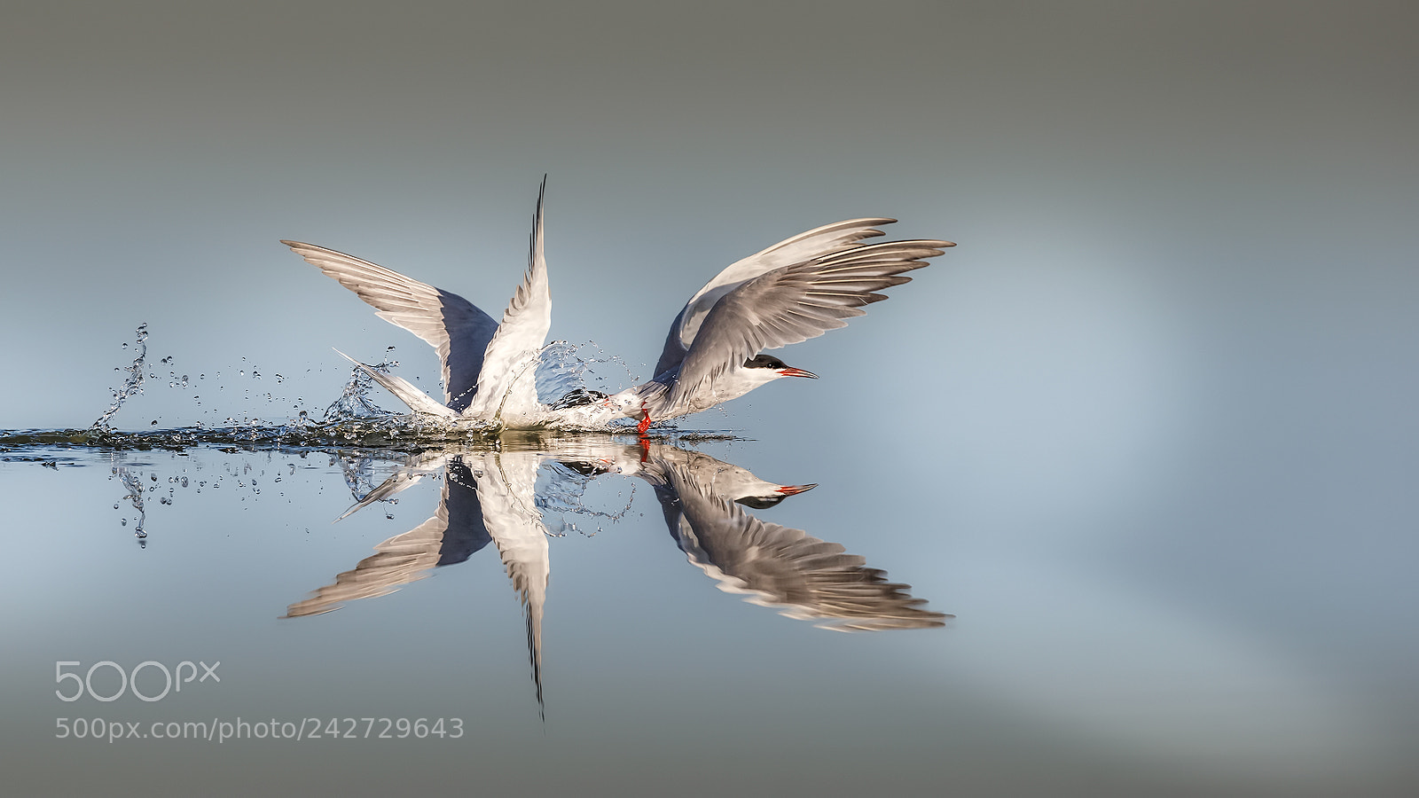 Canon EOS-1D X sample photo. Common terns photography