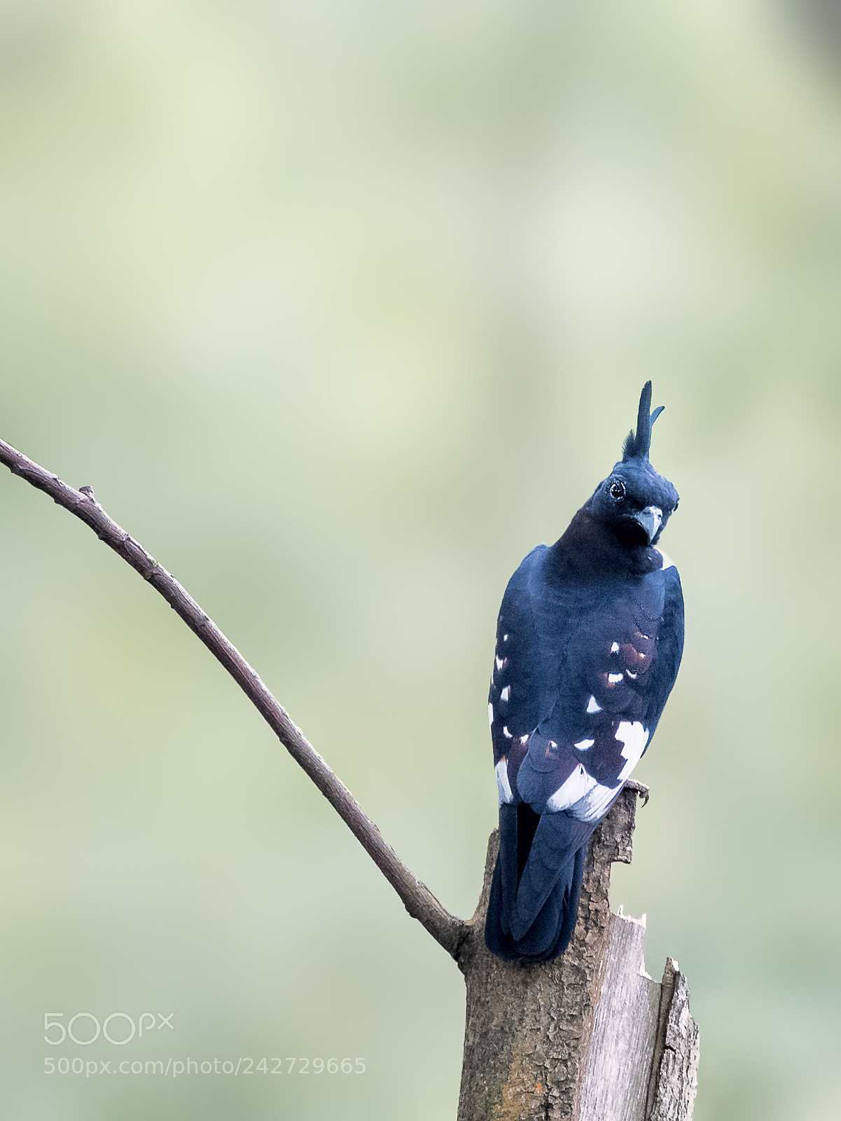 Nikon D850 sample photo. Black baza @ tbhp photography