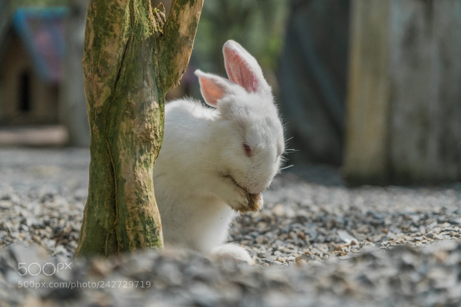 Sony a6500 sample photo. Furry guy photography