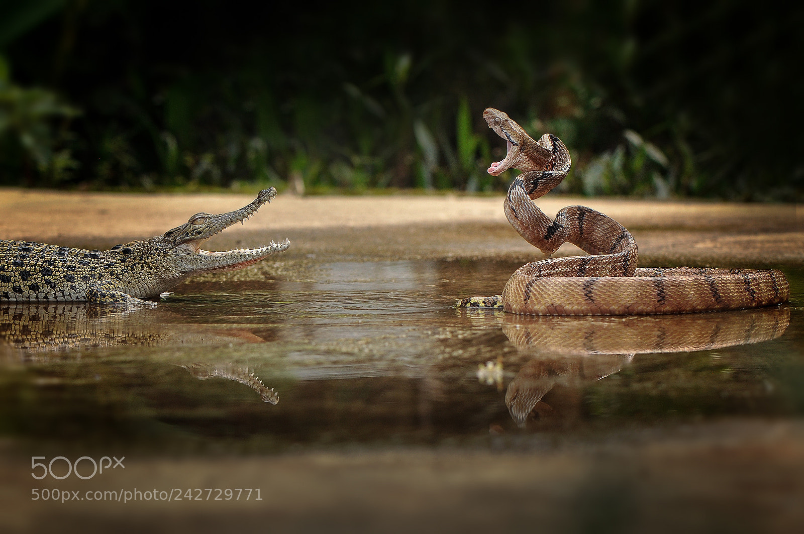 Nikon D90 sample photo. Fighting over the territory photography