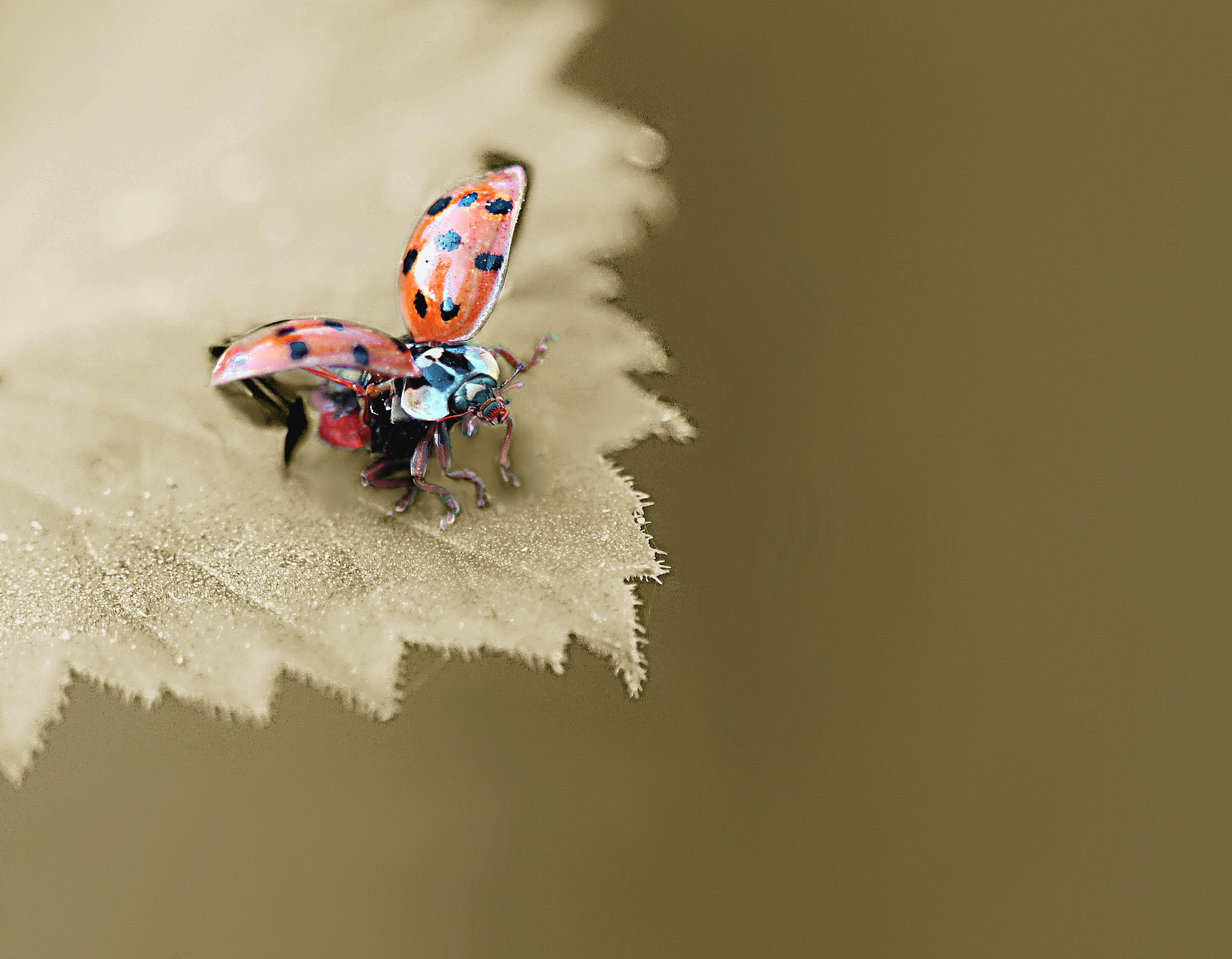 Canon EF 100mm F2.8 Macro USM sample photo. Ready o go photography