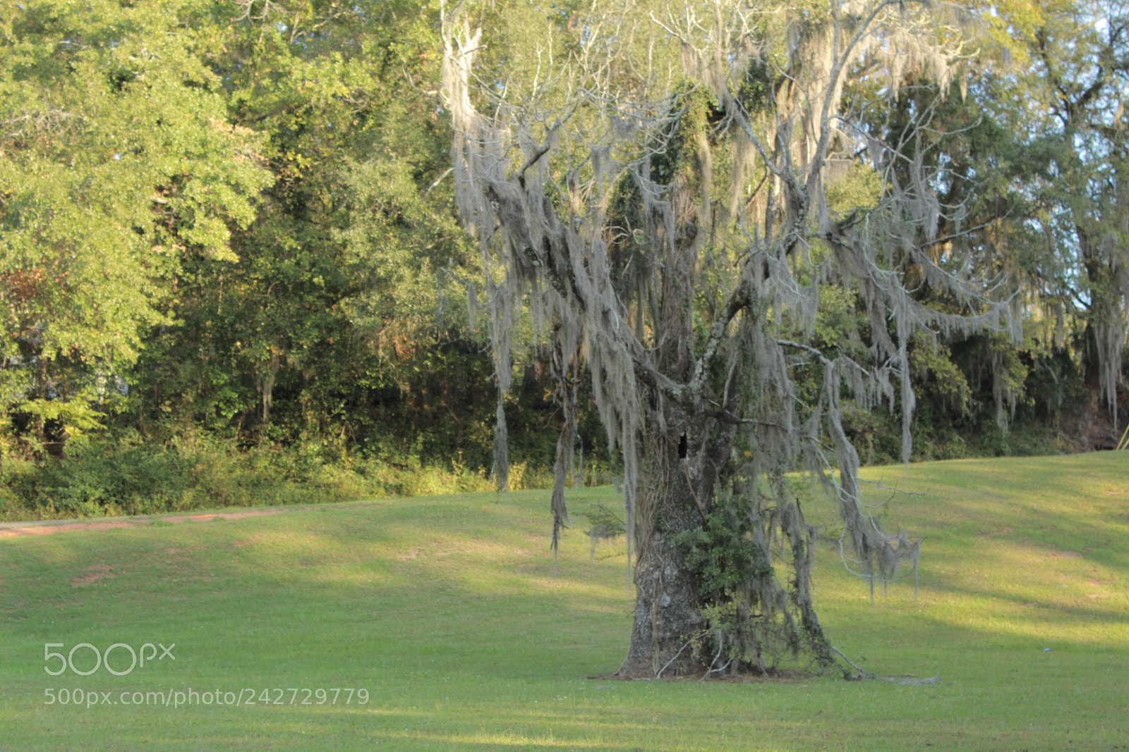 Canon EOS 1300D (EOS Rebel T6 / EOS Kiss X80) sample photo. Creepy tree photography