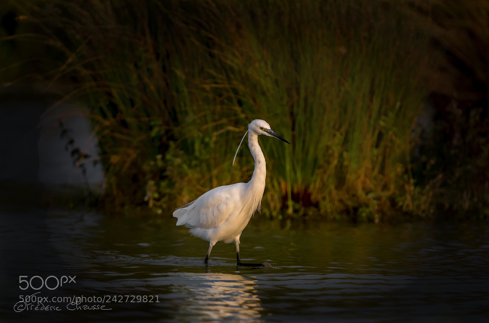 Nikon D800E sample photo. Egretta garzetta photography