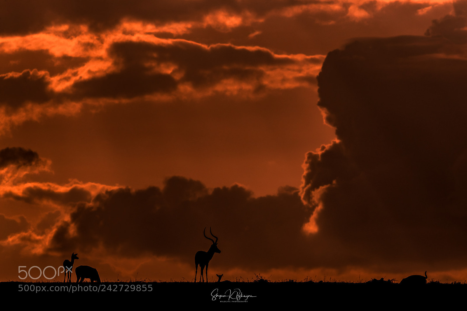 Canon EOS-1D X Mark II sample photo. Impala || silhouette || masai mara photography