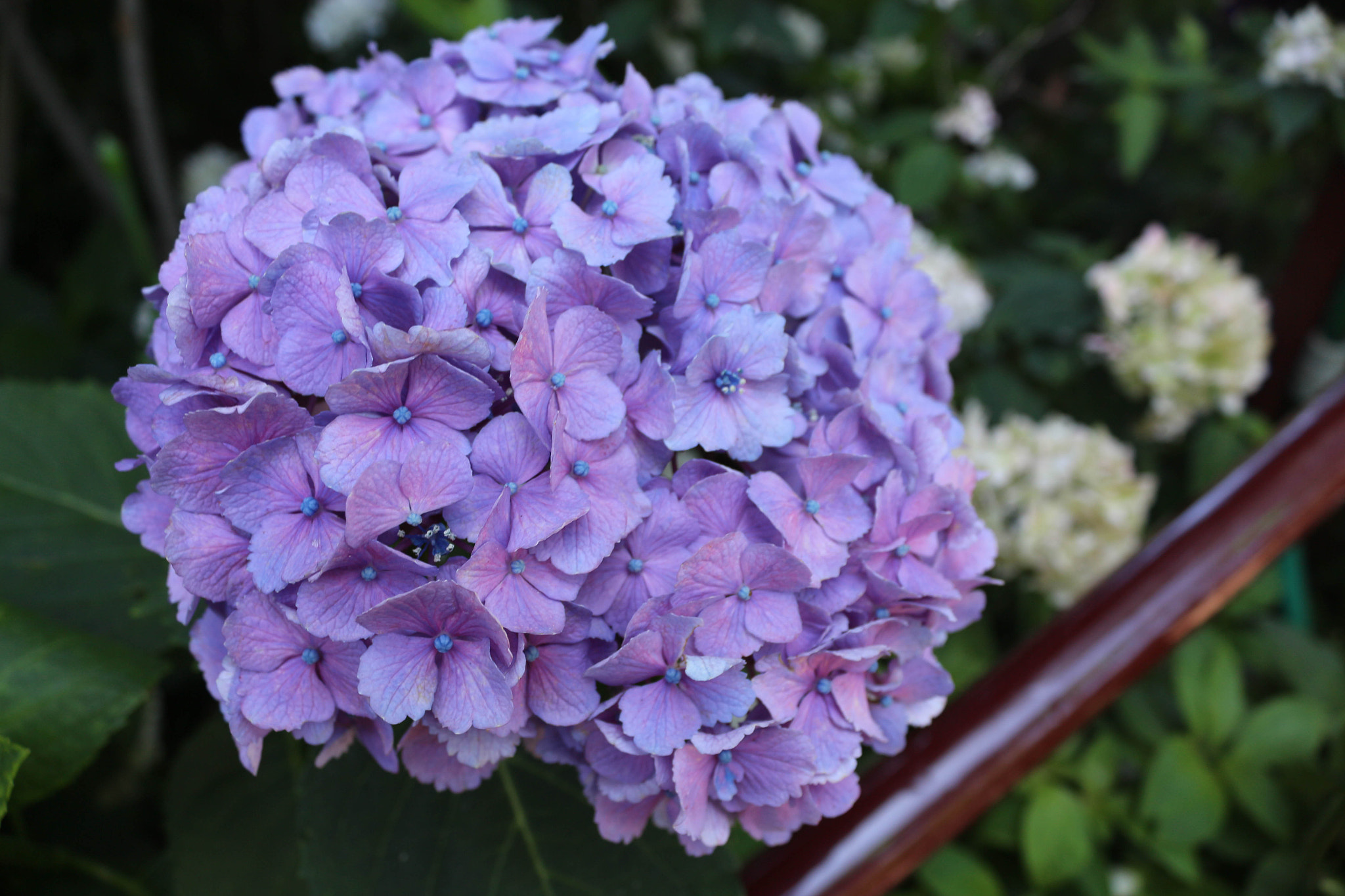 Canon EOS 650D (EOS Rebel T4i / EOS Kiss X6i) sample photo. Hydrangea photography