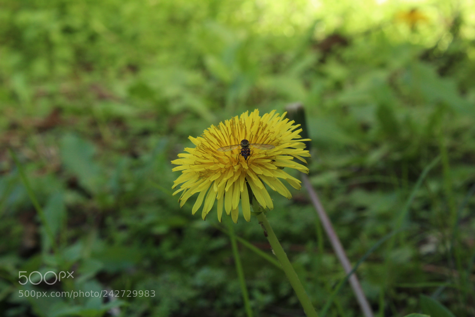 Canon EOS 1300D (EOS Rebel T6 / EOS Kiss X80) sample photo. Bug on a flower photography