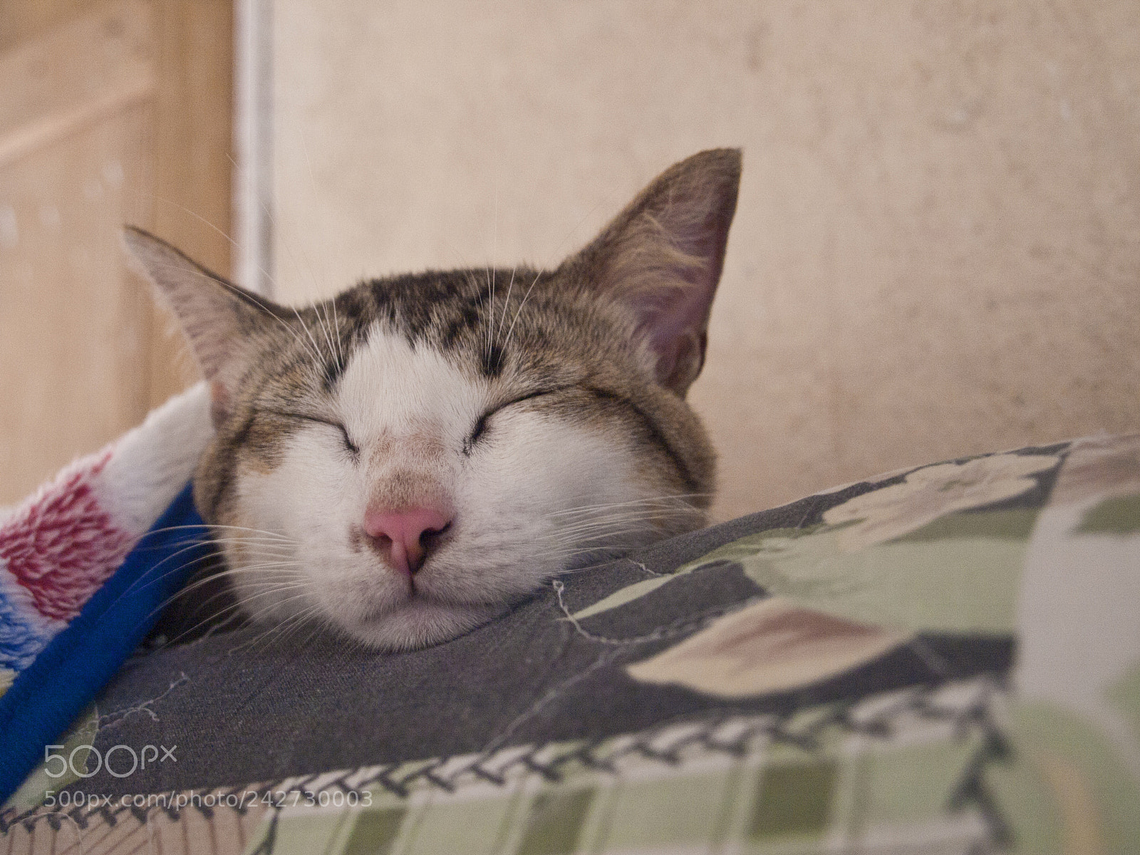 Olympus E-410 (EVOLT E-410) sample photo. Nya photography