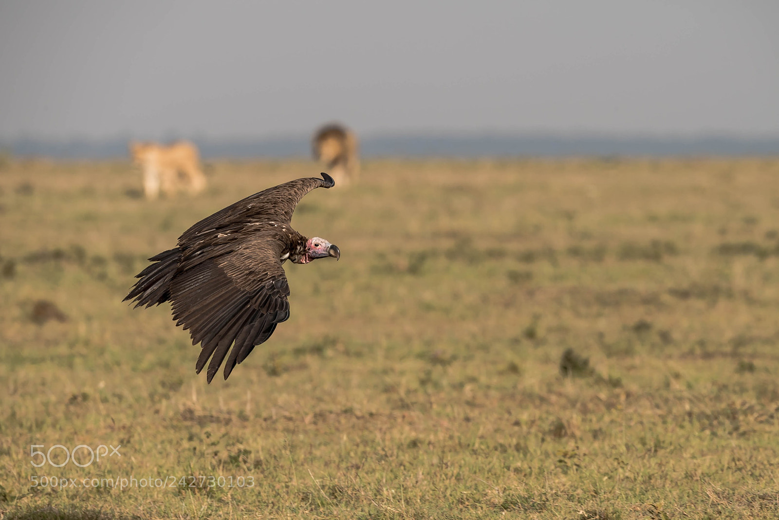 Nikon D5 sample photo. Scavenger and predators  photography