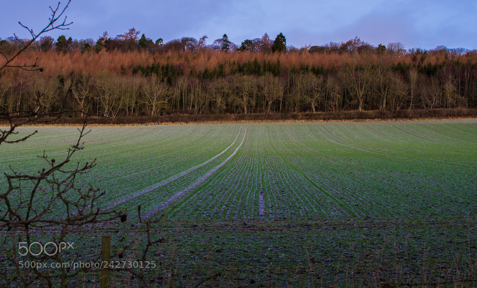 Pentax K-3 sample photo. Frosty field photography