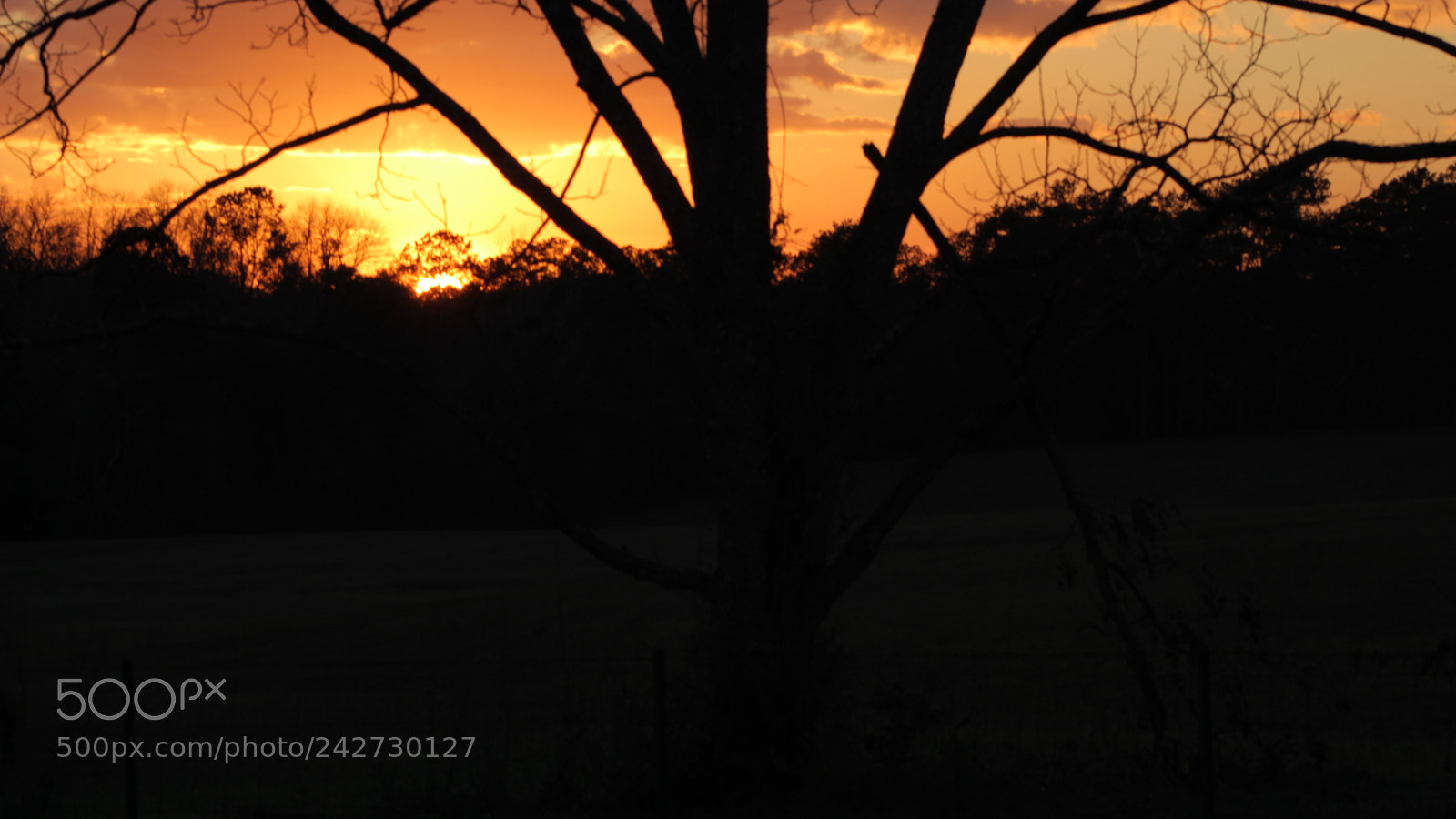Canon EOS 1300D (EOS Rebel T6 / EOS Kiss X80) sample photo. Dark tree photography