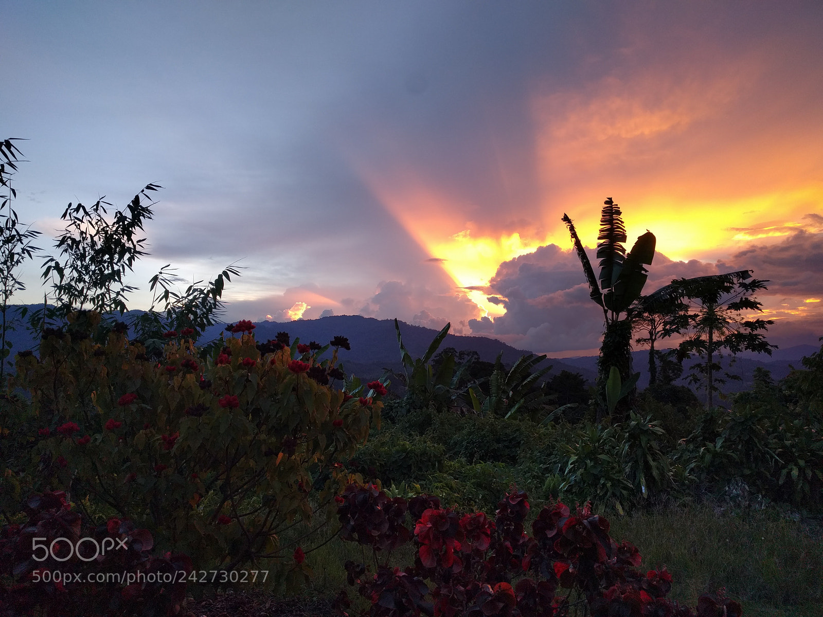 Google Nexus 6P sample photo. Bornean sunset photography